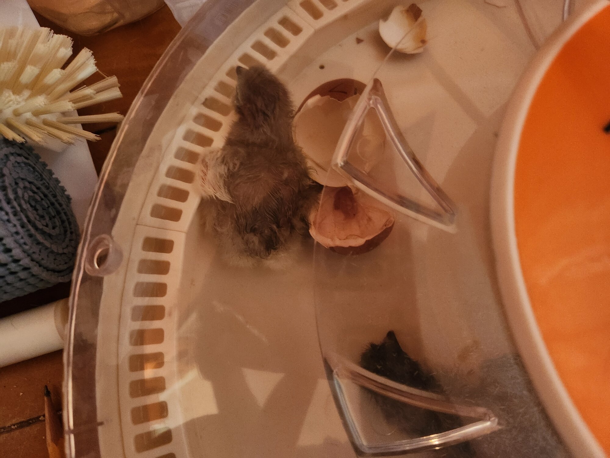 Hatching Fowl Photo Contest—16th Annual 20.jpg