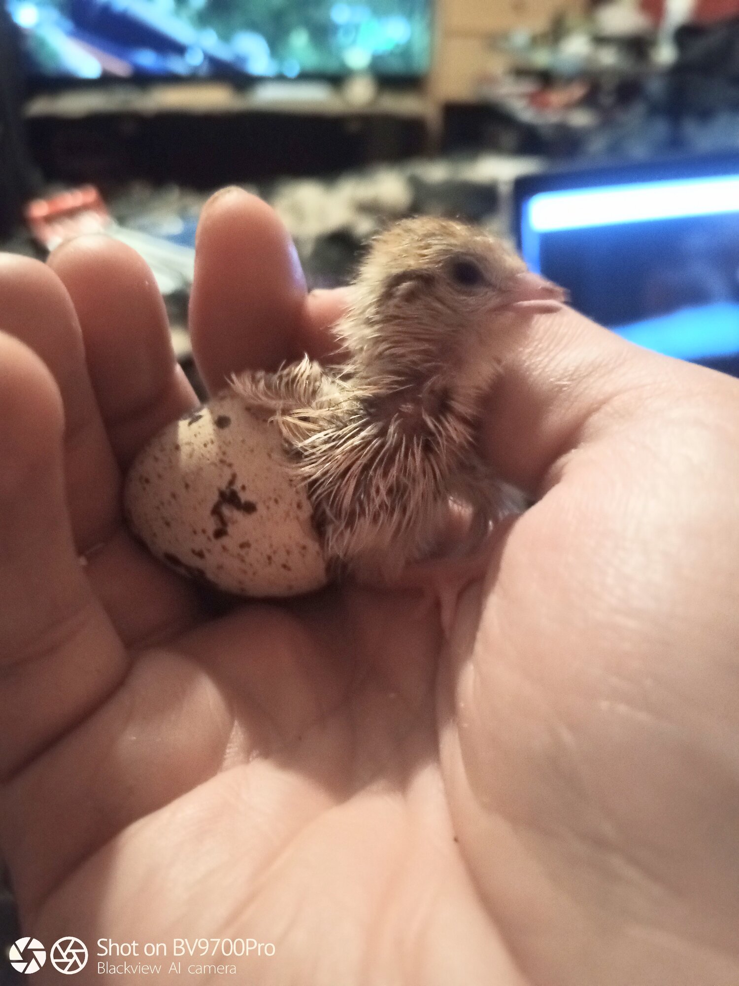Hatching Fowl Photo Contest—16th Annual 21.jpg