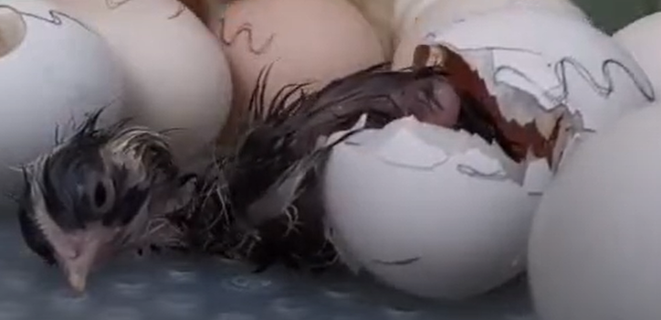 Hatching Fowl Photo Contest—16th Annual 22.png