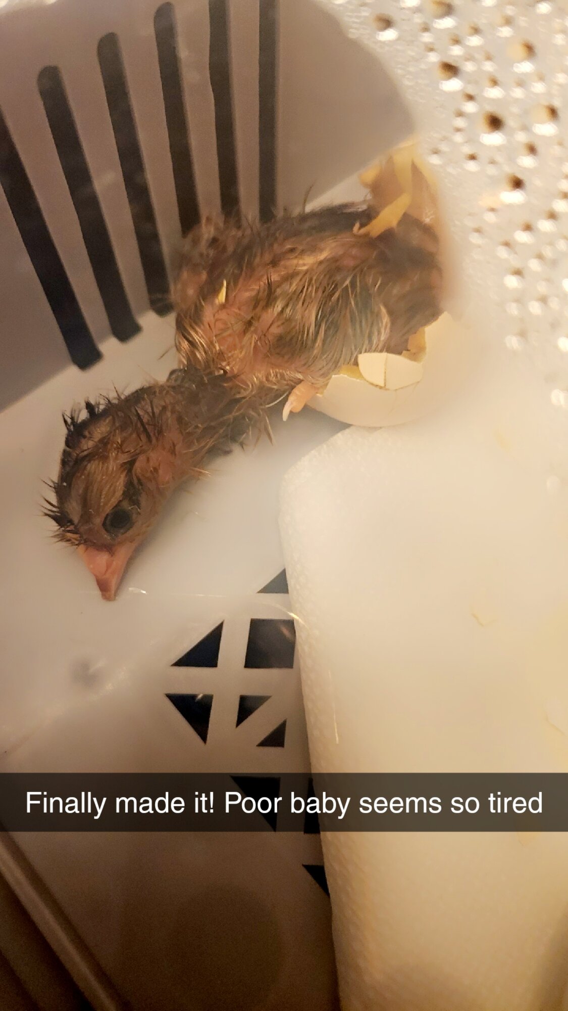 Hatching Fowl Photo Contest—16th Annual 23.jpg