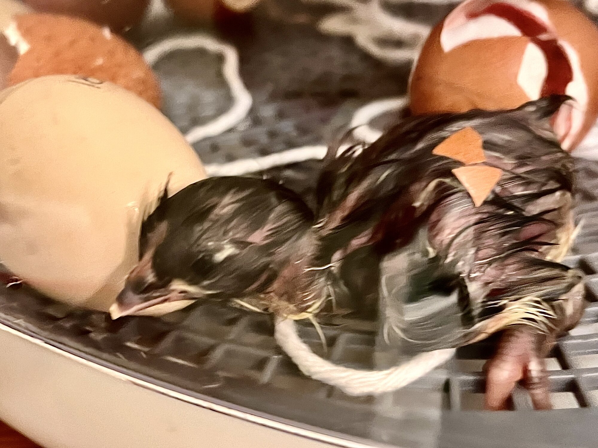 Hatching Fowl Photo Contest—16th Annual 24.jpg