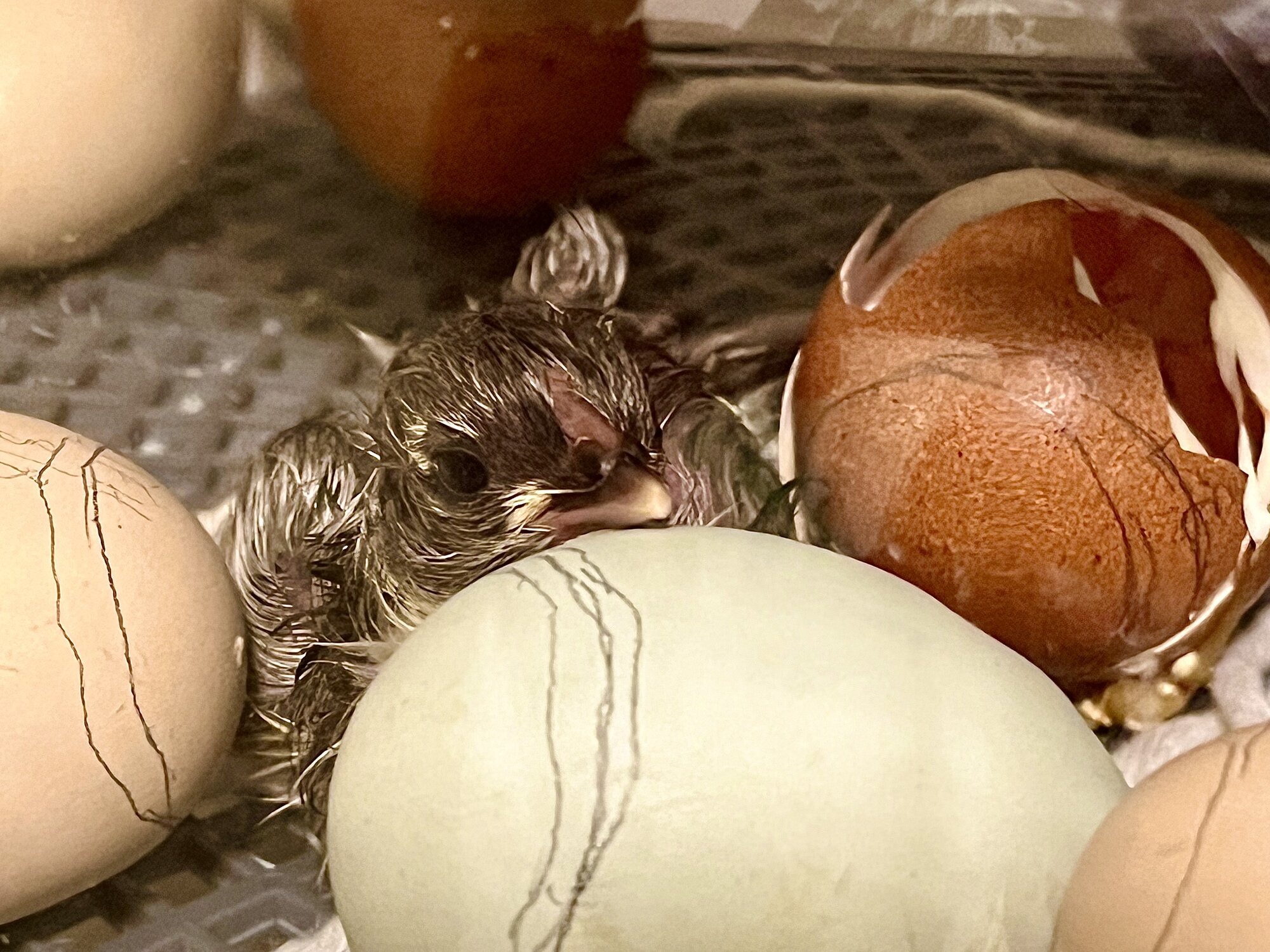 Hatching Fowl Photo Contest—16th Annual 25.jpg