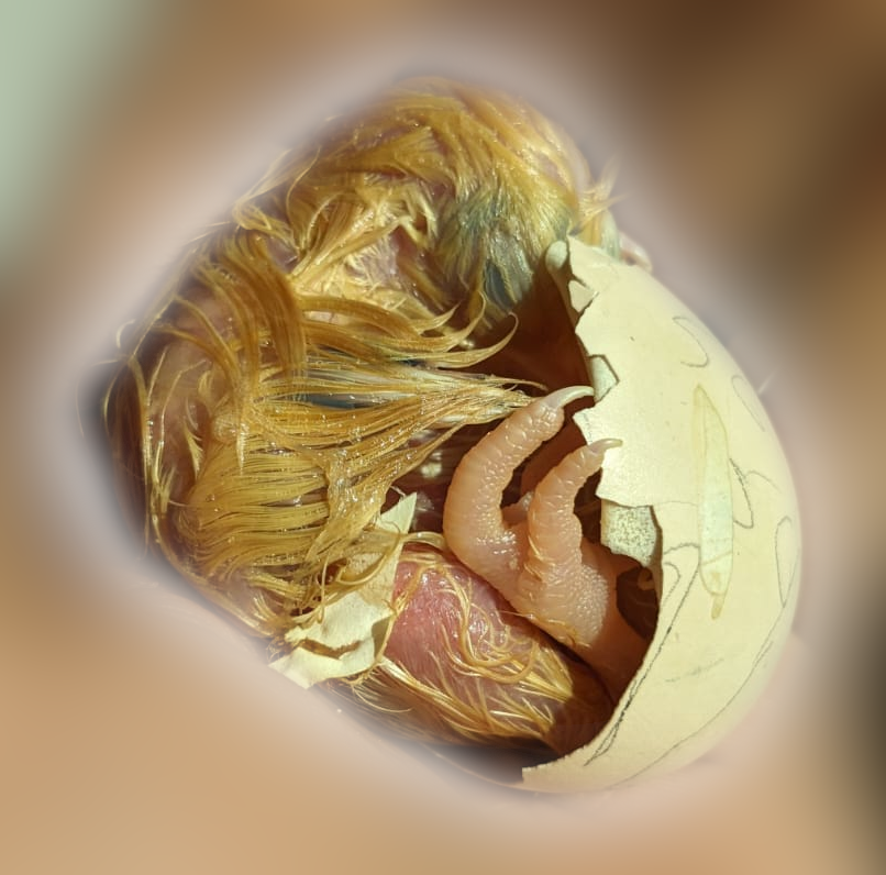 Hatching Fowl Photo Contest—16th Annual 26.png