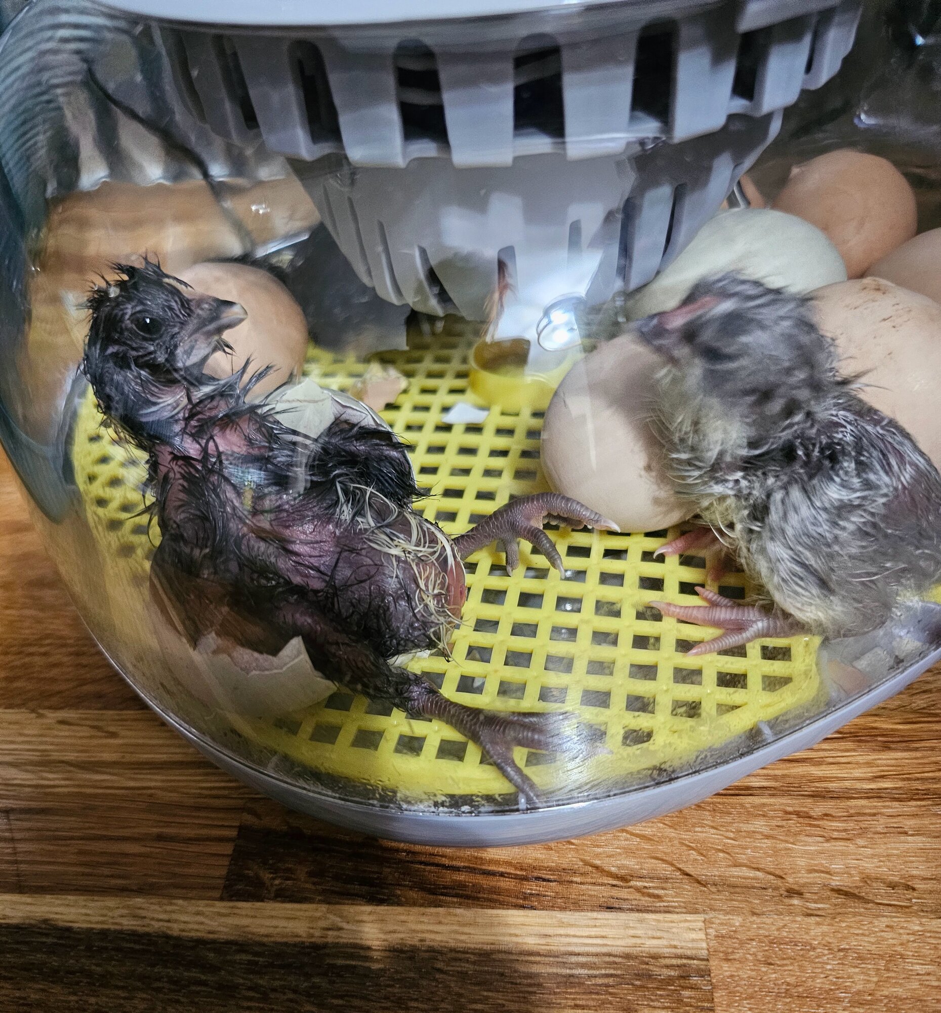 Hatching Fowl Photo Contest—16th Annual 27.jpg