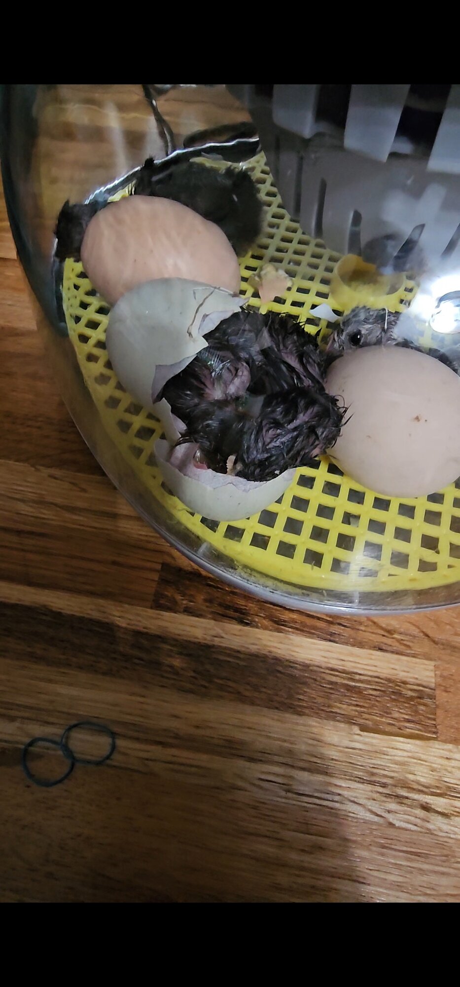 Hatching Fowl Photo Contest—16th Annual 28.jpg