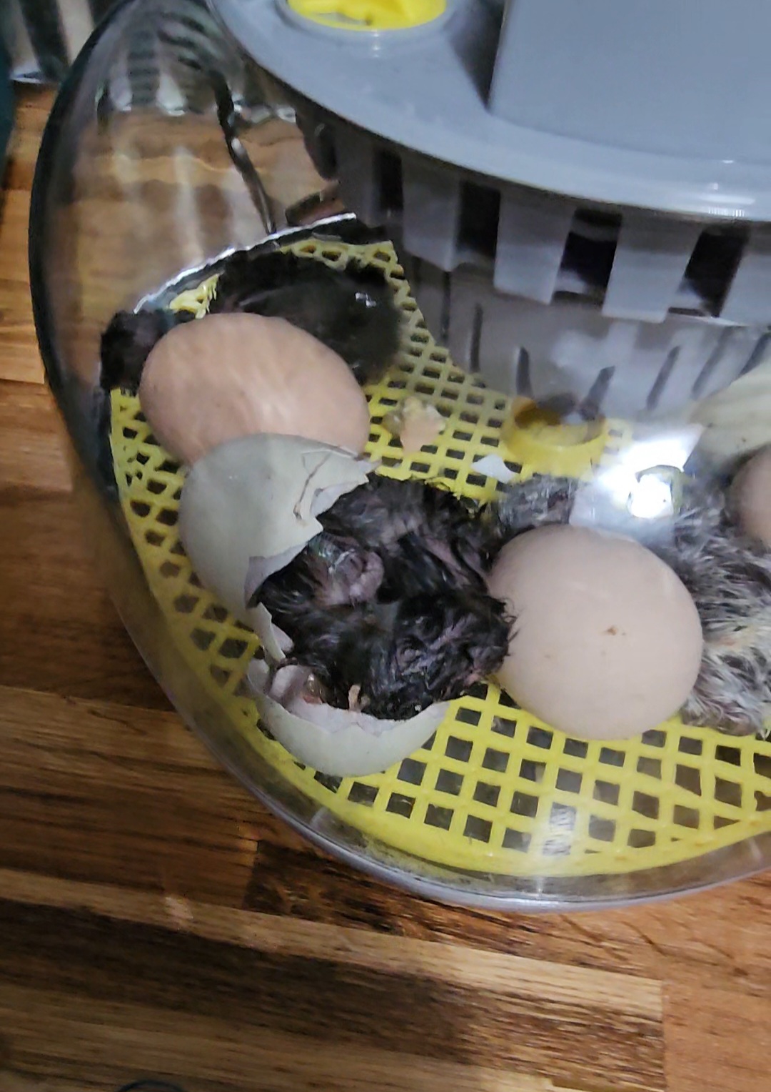 Hatching Fowl Photo Contest—16th Annual 29.jpg