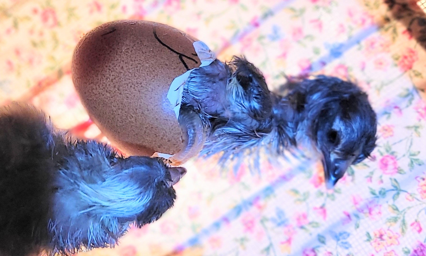 Hatching Fowl Photo Contest—16th Annual 3.jpg