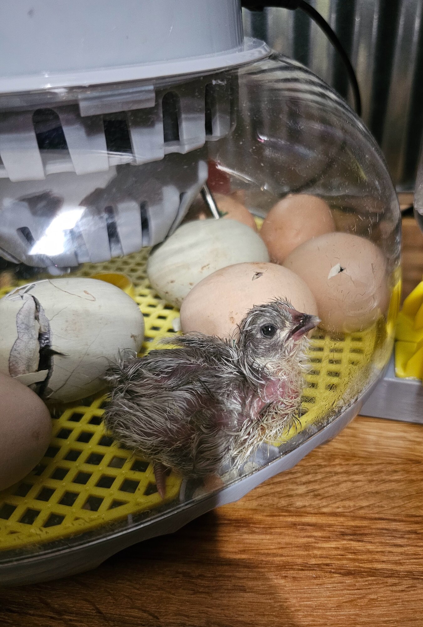 Hatching Fowl Photo Contest—16th Annual 30.jpg