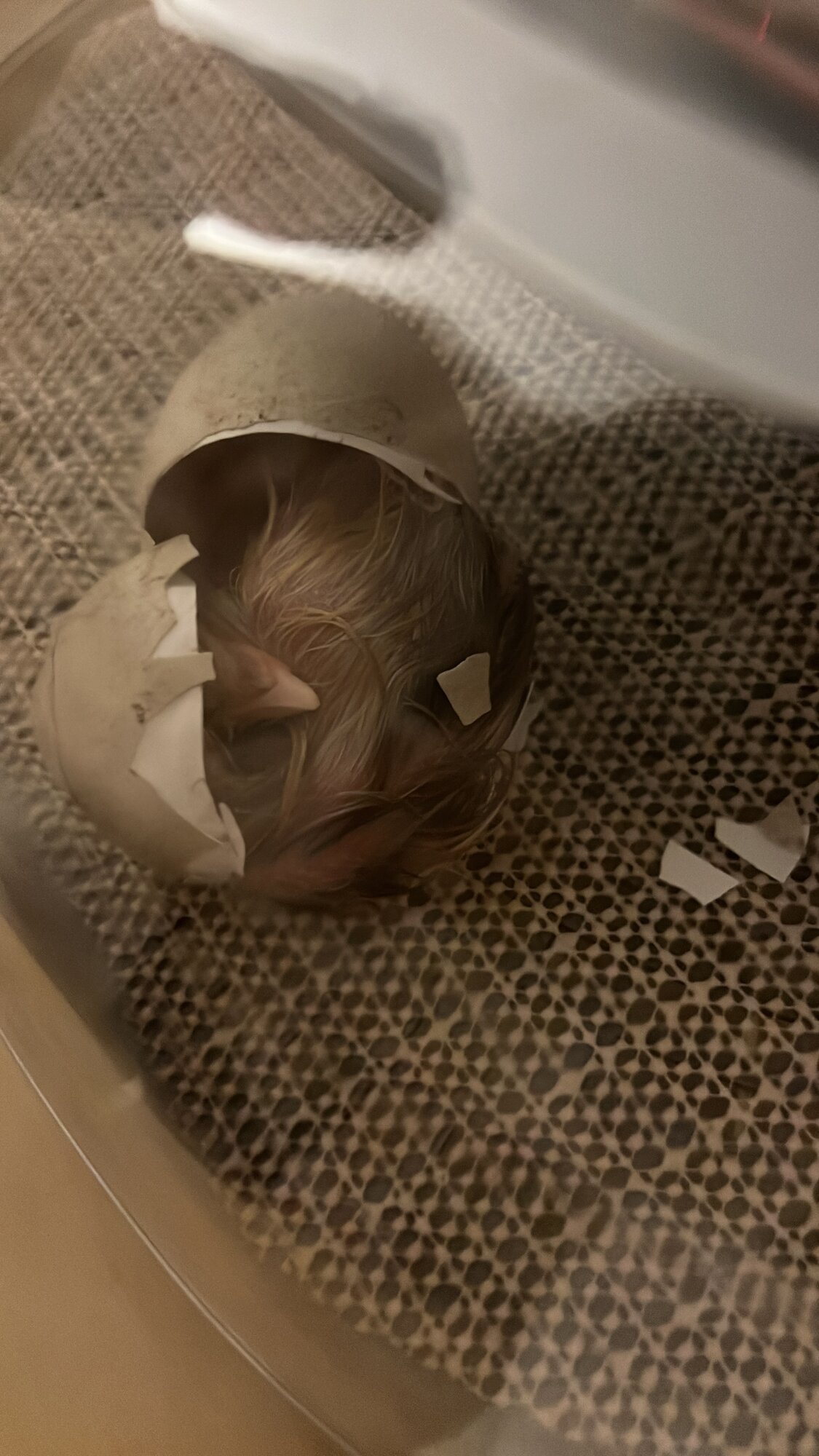 Hatching Fowl Photo Contest—16th Annual 31.jpg