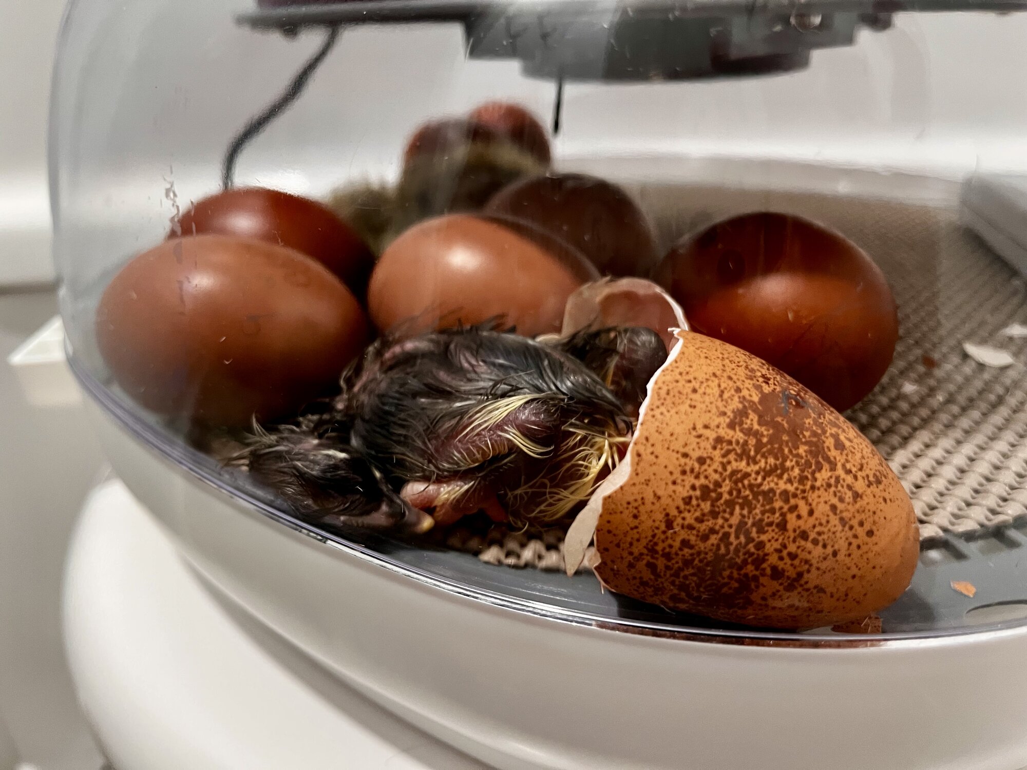 Hatching Fowl Photo Contest—16th Annual 32.jpg