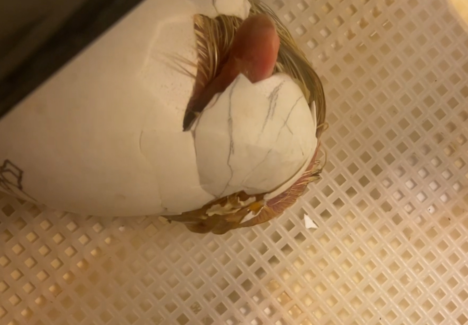 Hatching Fowl Photo Contest—16th Annual 33.jpg