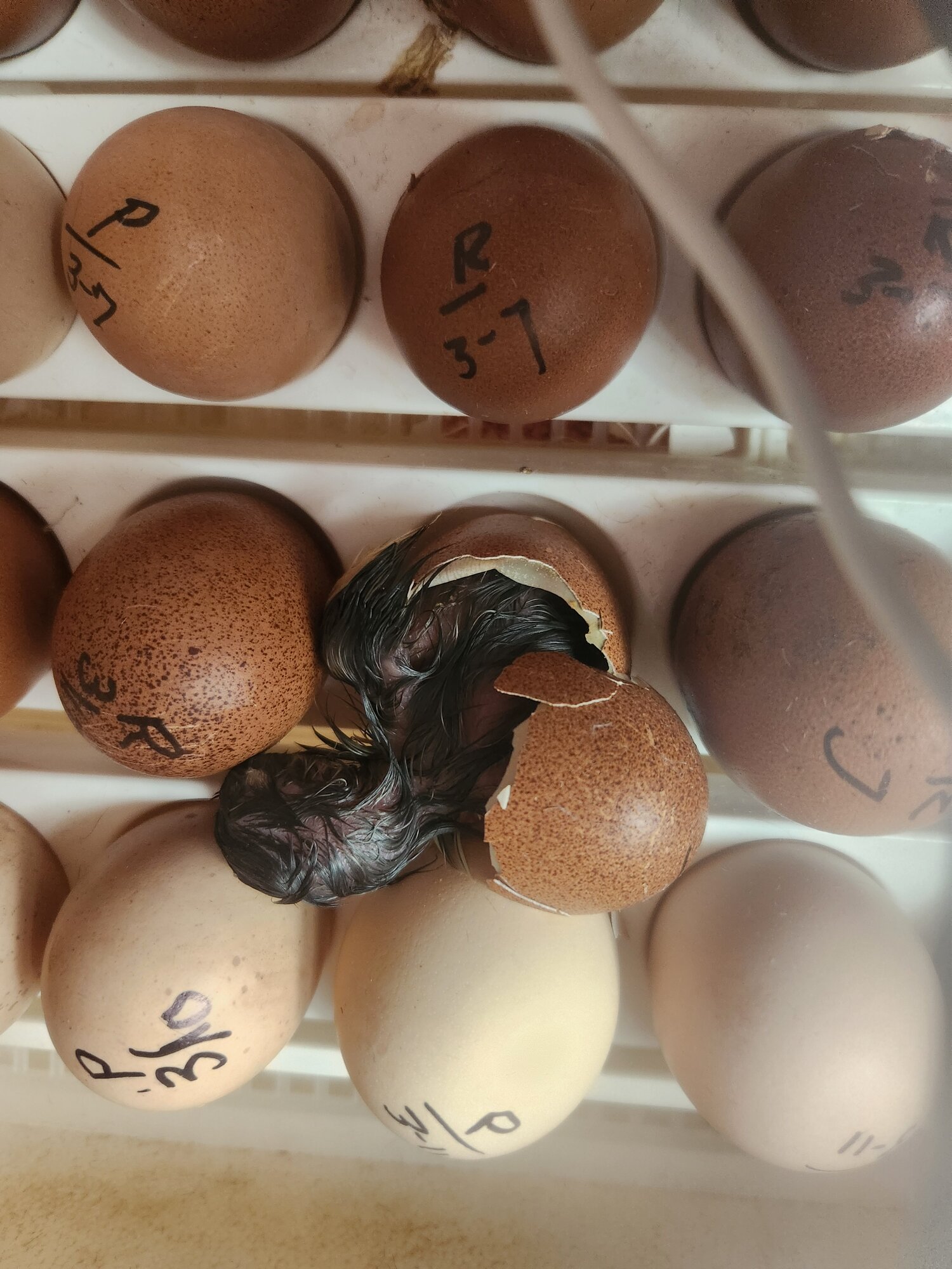 Hatching Fowl Photo Contest—16th Annual 34.jpg