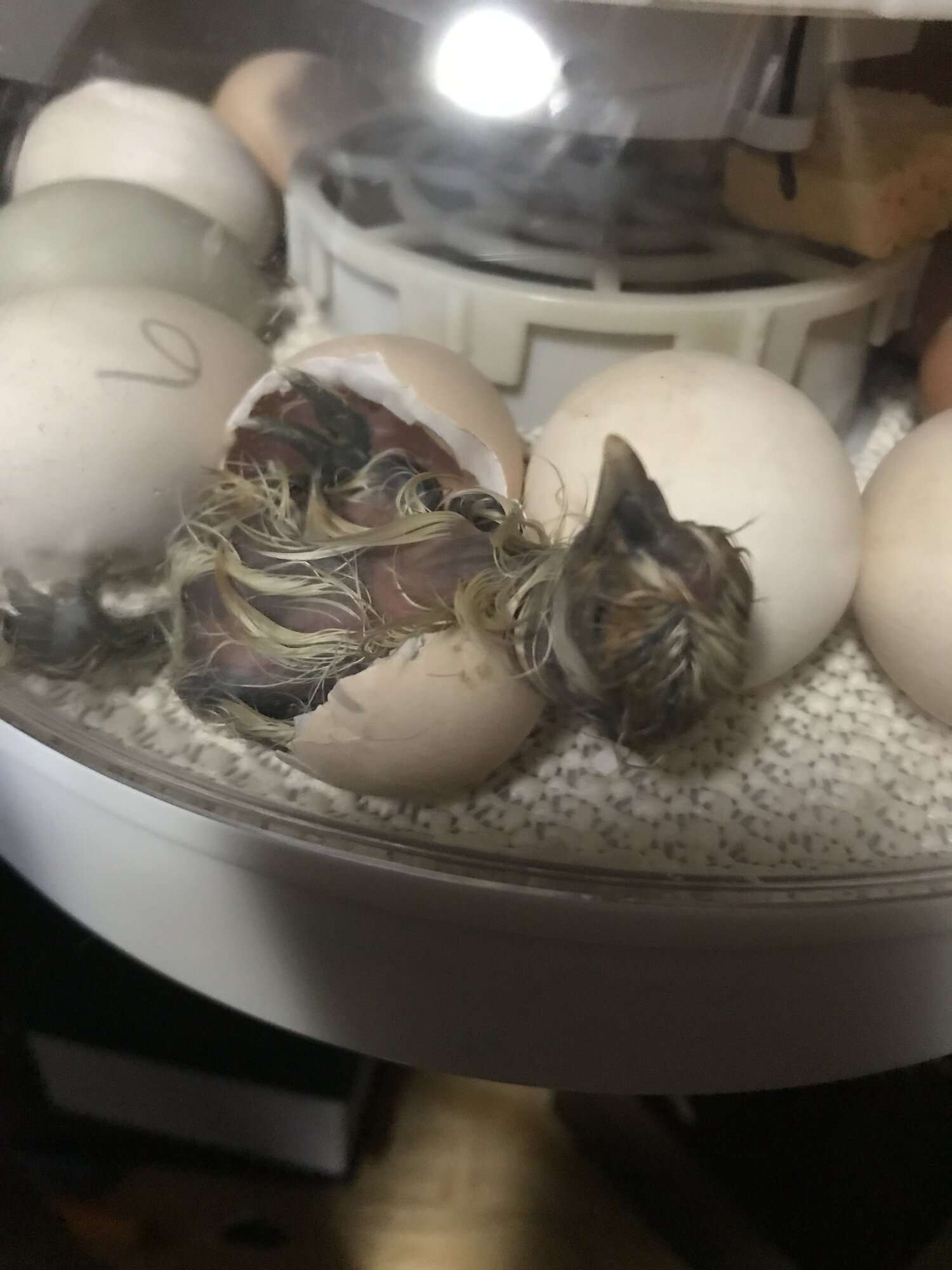 Hatching Fowl Photo Contest—16th Annual 36.jpg