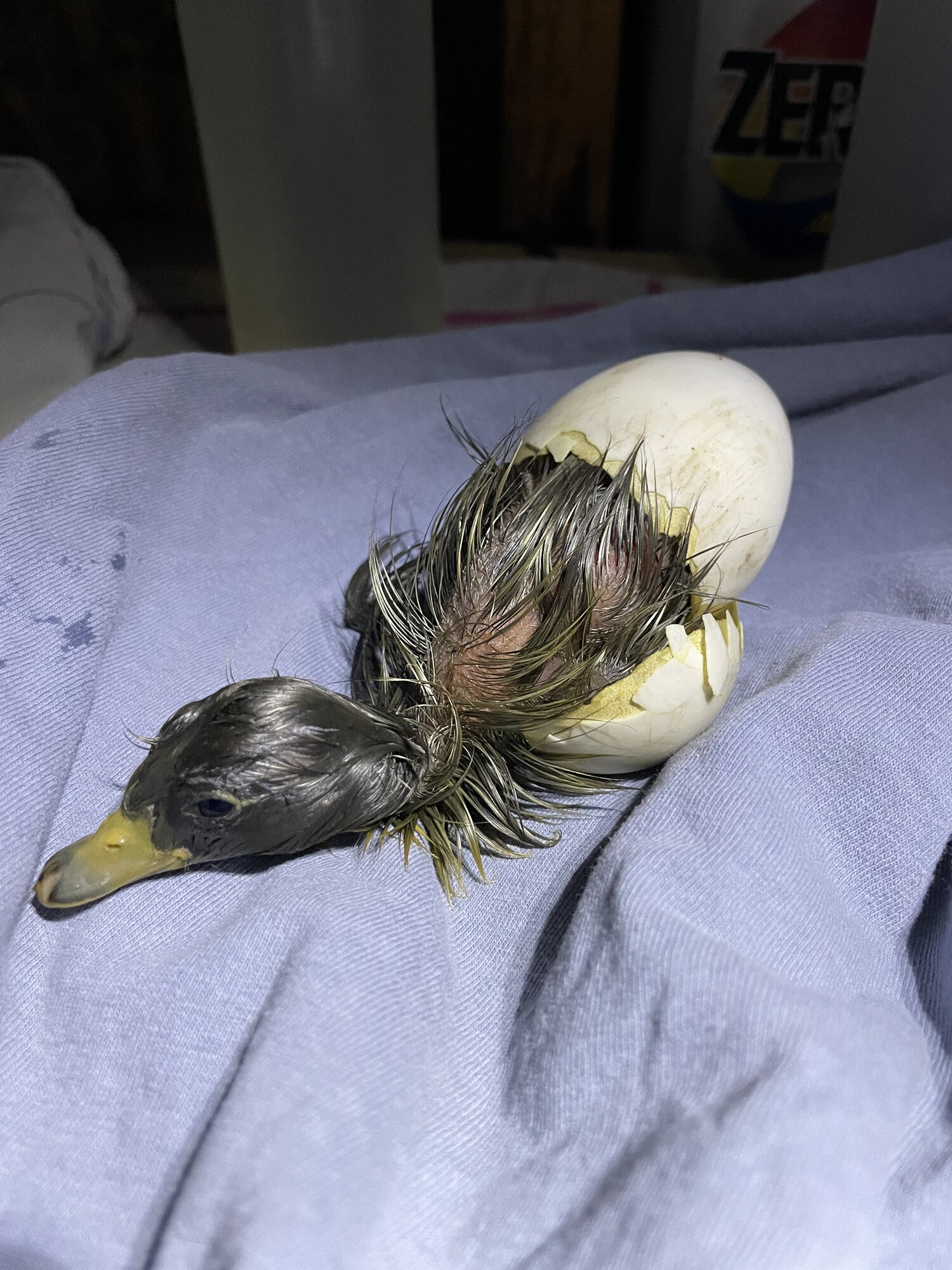 Hatching Fowl Photo Contest—16th Annual 37.jpg