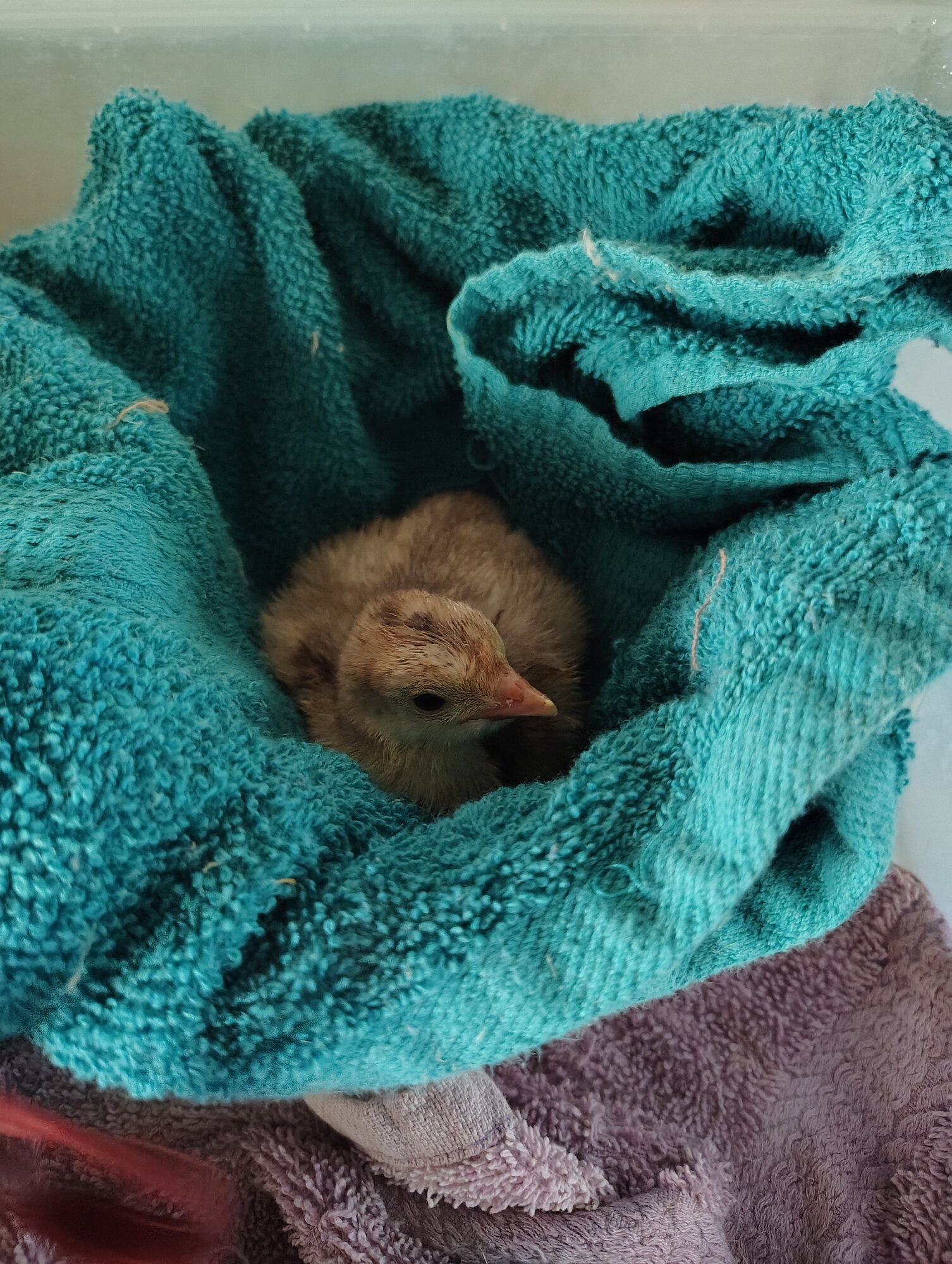 Hatching Fowl Photo Contest—16th Annual 39.jpg