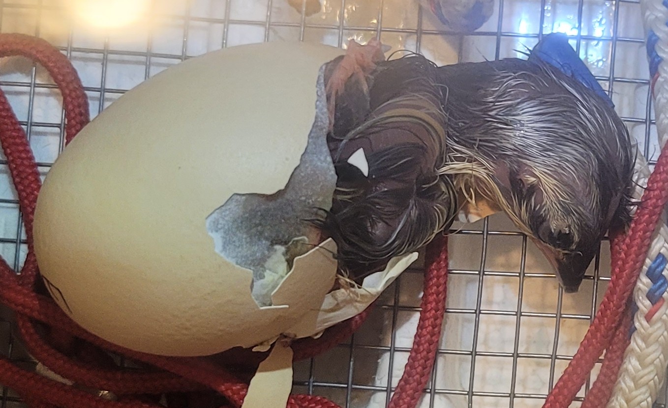 Hatching Fowl Photo Contest—16th Annual 4.jpg