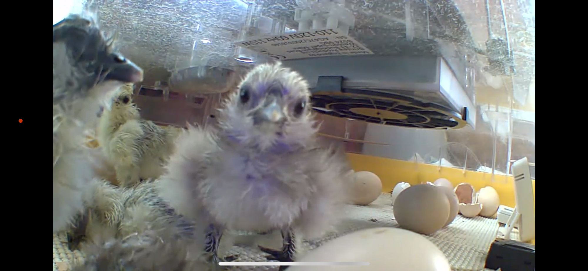 Hatching Fowl Photo Contest—16th Annual 40.png