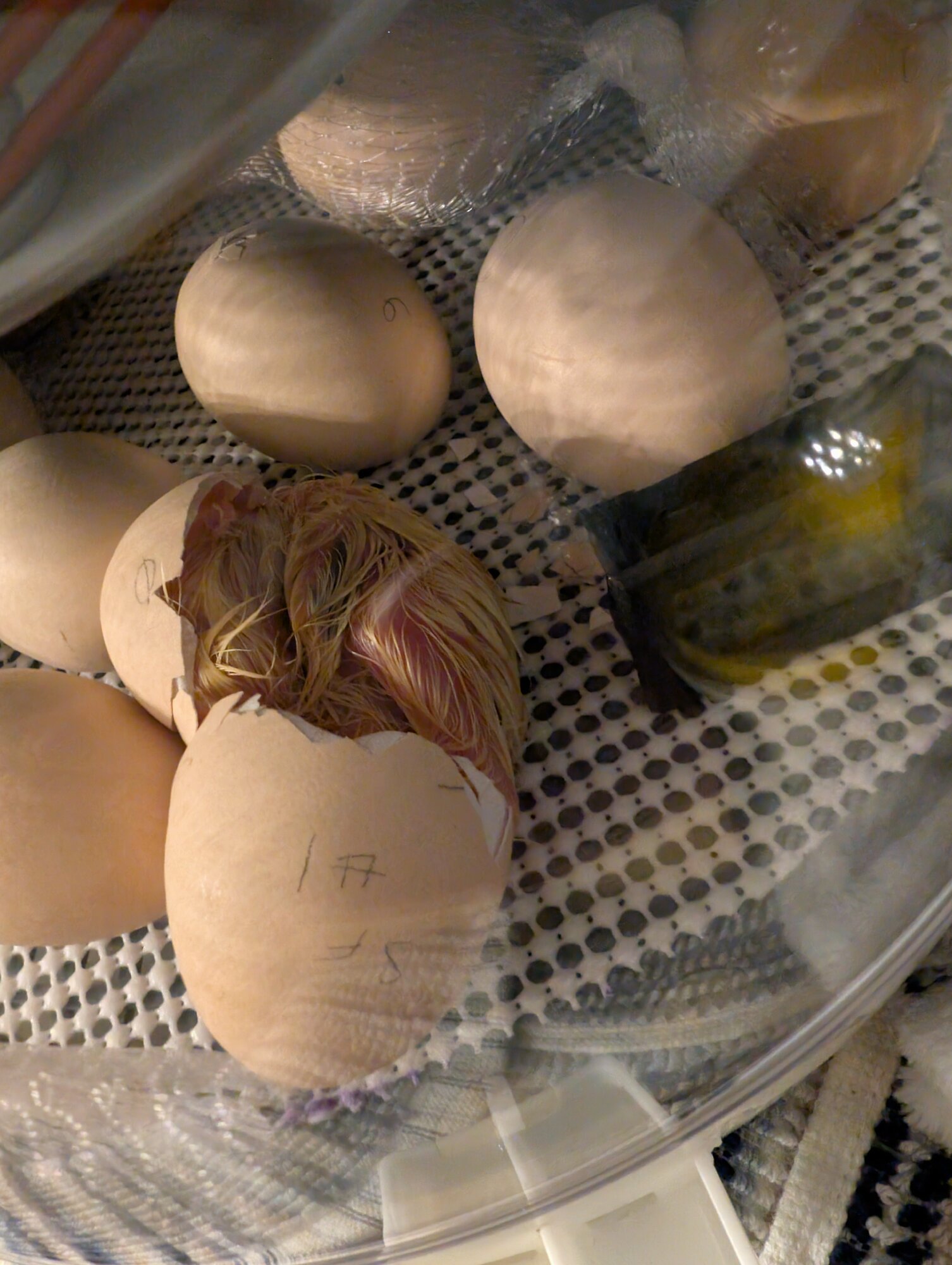 Hatching Fowl Photo Contest—16th Annual 42.jpg