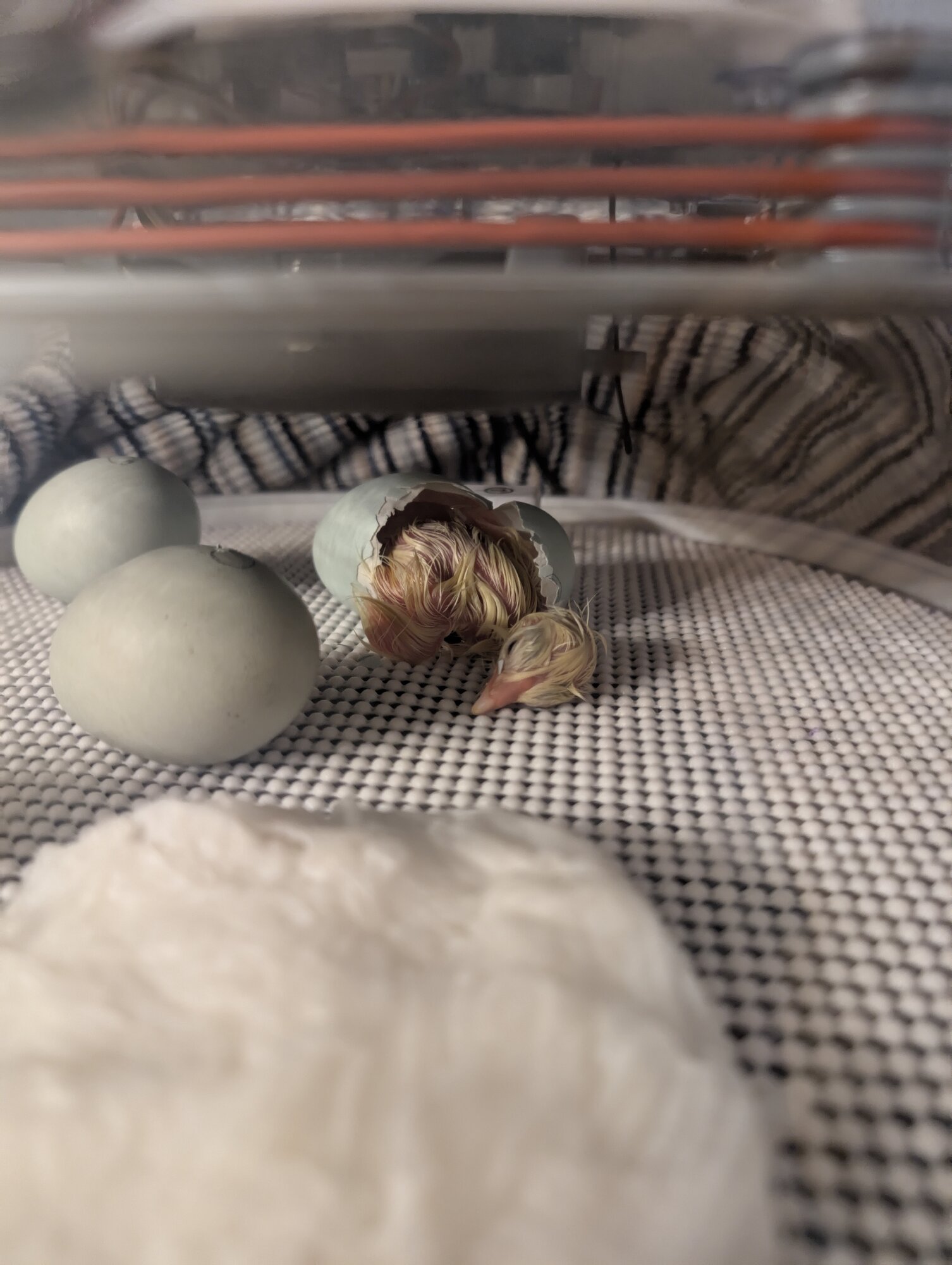 Hatching Fowl Photo Contest—16th Annual 43.jpg