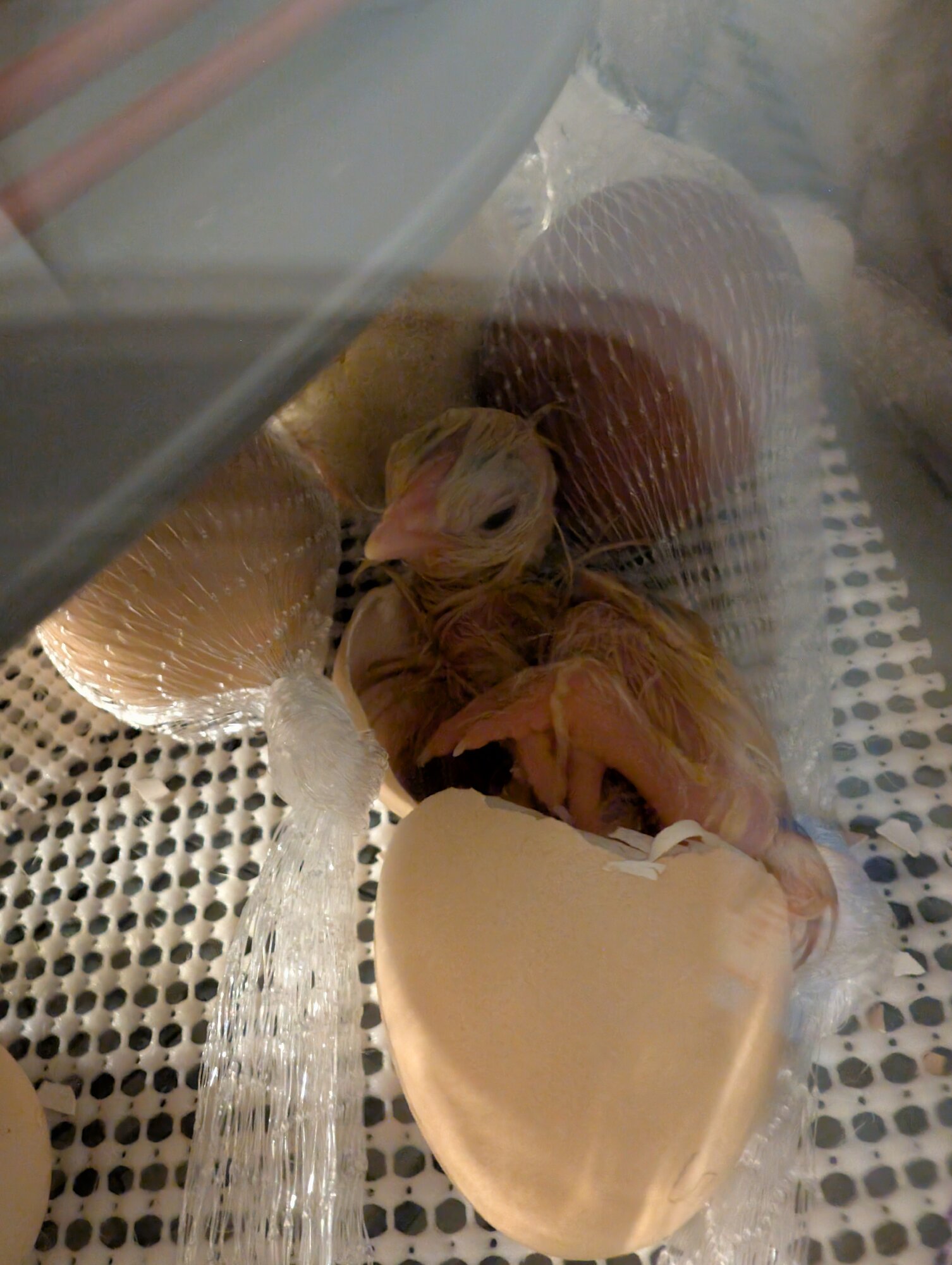 Hatching Fowl Photo Contest—16th Annual 44.jpg