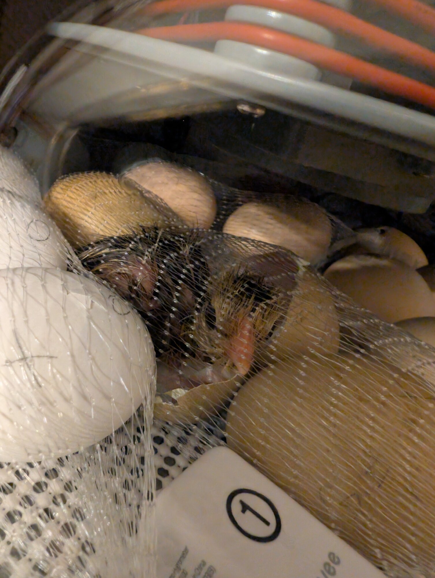 Hatching Fowl Photo Contest—16th Annual 45.jpg