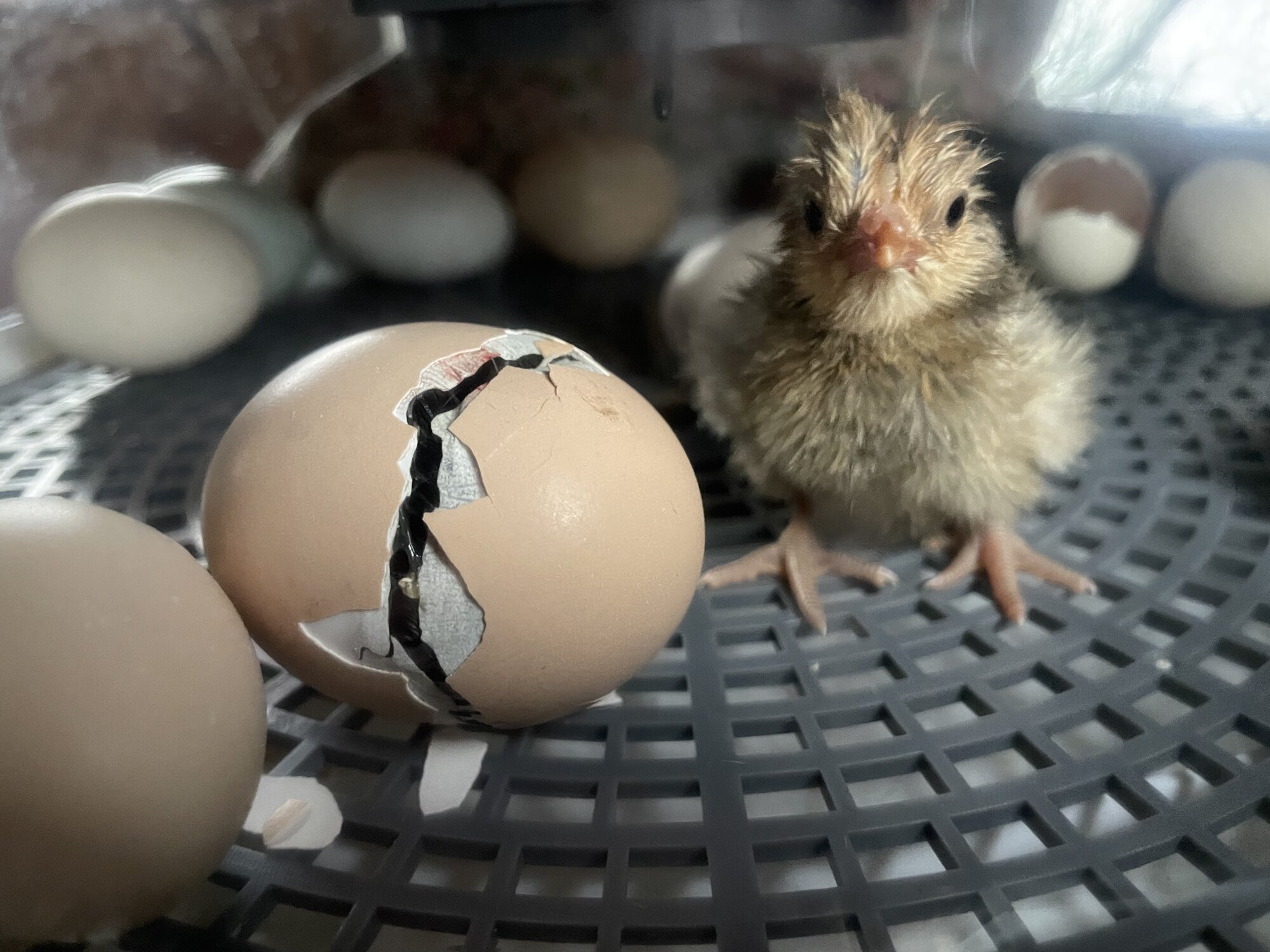 Hatching Fowl Photo Contest—16th Annual 46.jpg