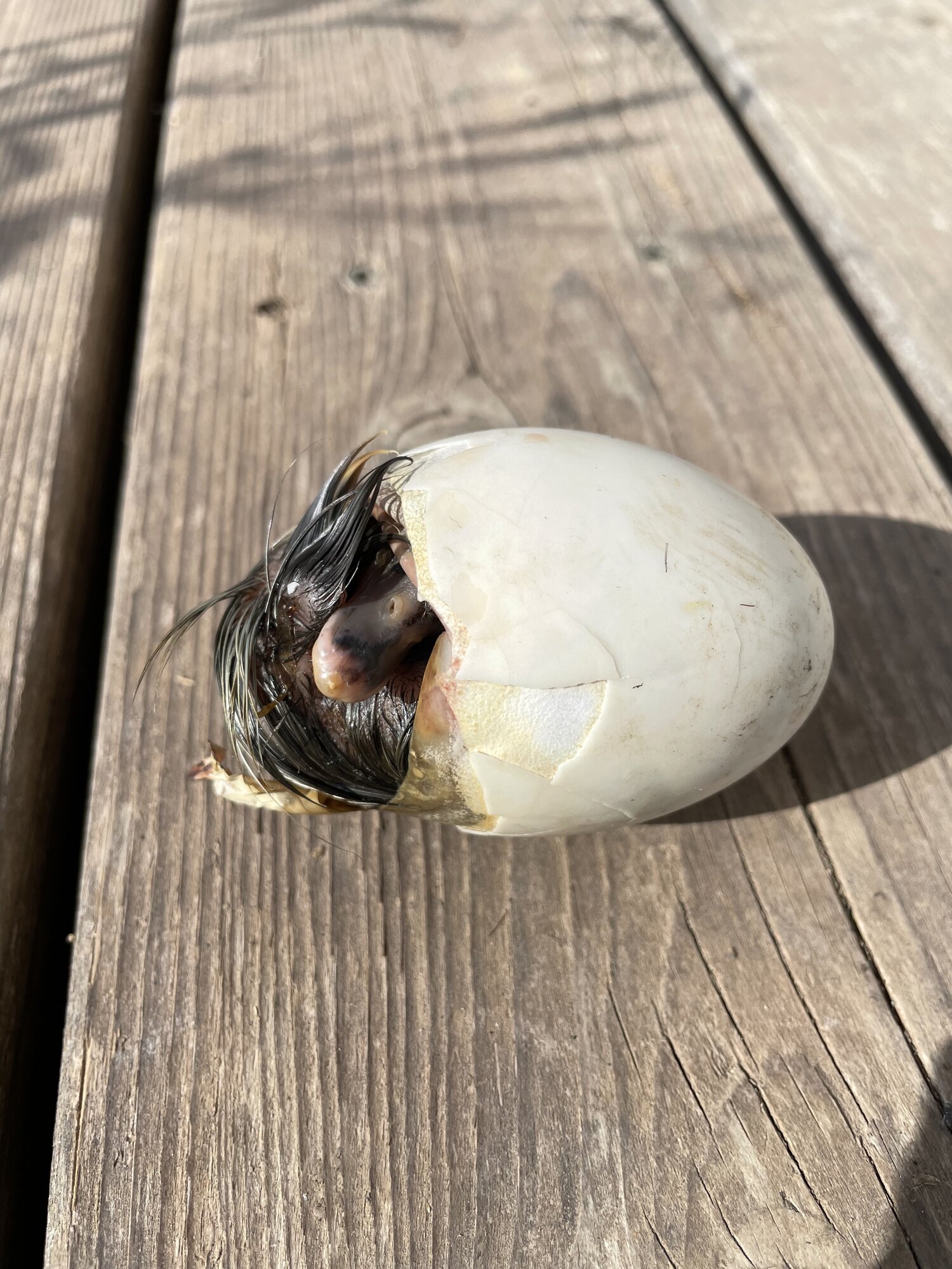 Hatching Fowl Photo Contest—16th Annual 47.jpg