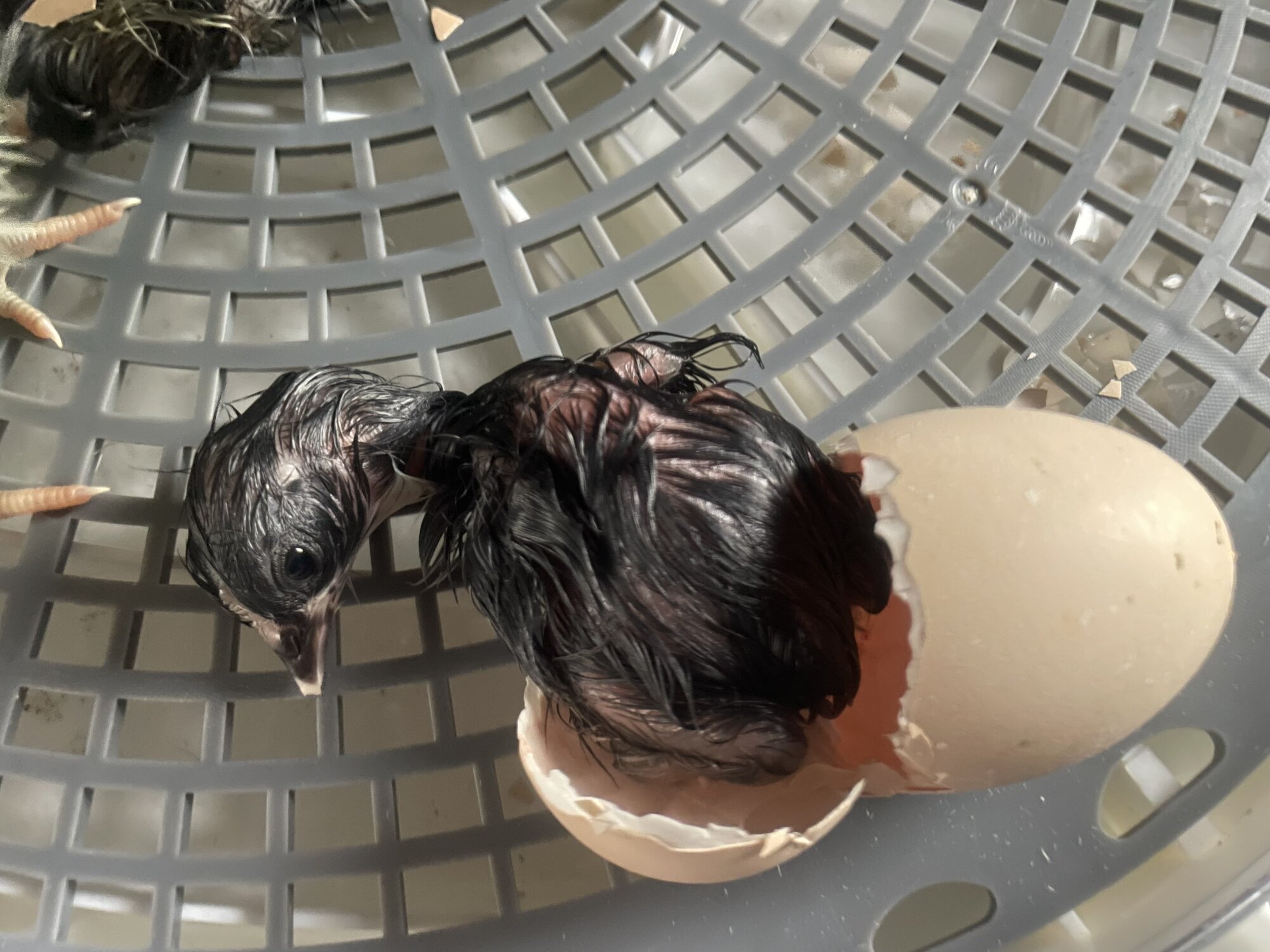 Hatching Fowl Photo Contest—16th Annual 48.jpg