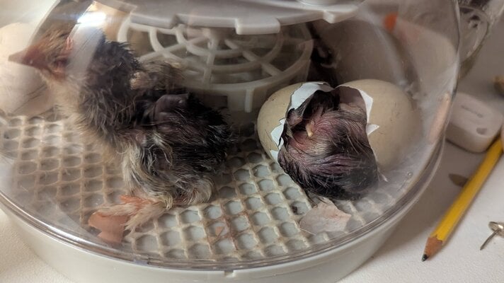 Hatching Fowl Photo Contest—16th Annual 49.jpg