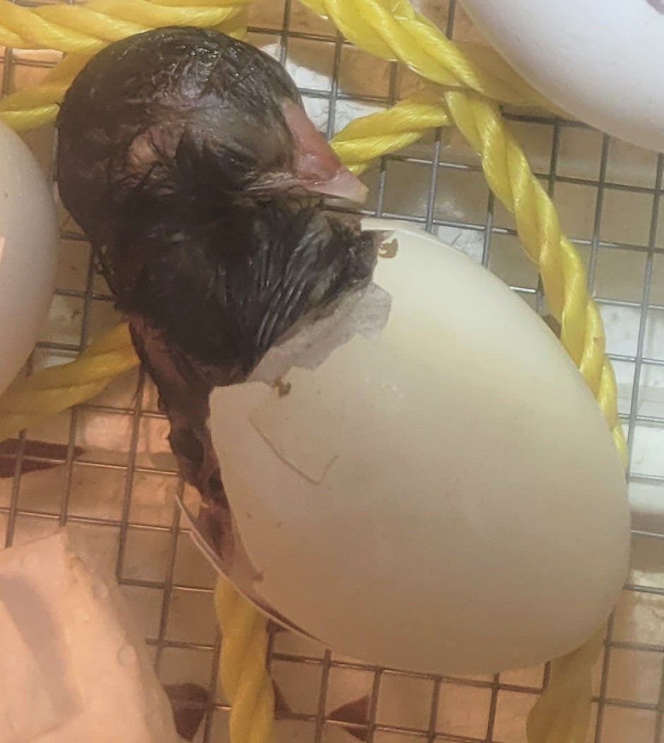 Hatching Fowl Photo Contest—16th Annual 5.jpg