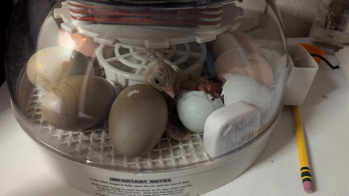 Hatching Fowl Photo Contest—16th Annual 50.jpg