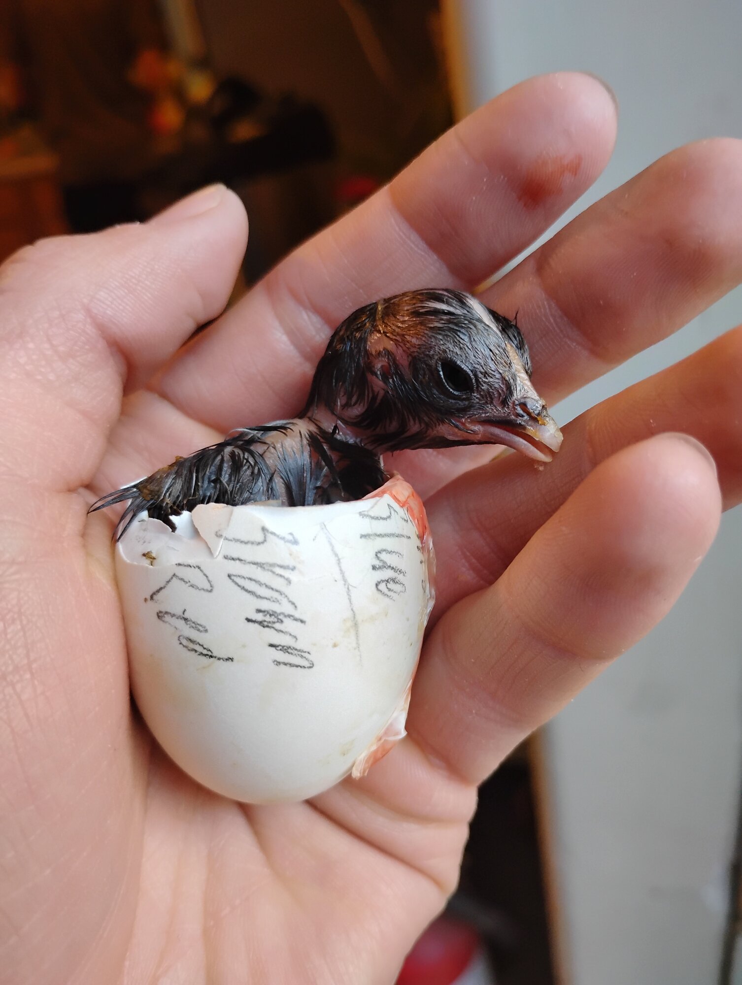 Hatching Fowl Photo Contest—16th Annual 51.jpg