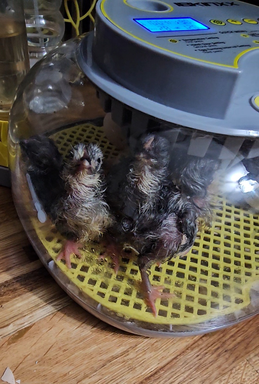 Hatching Fowl Photo Contest—16th Annual 52.jpg