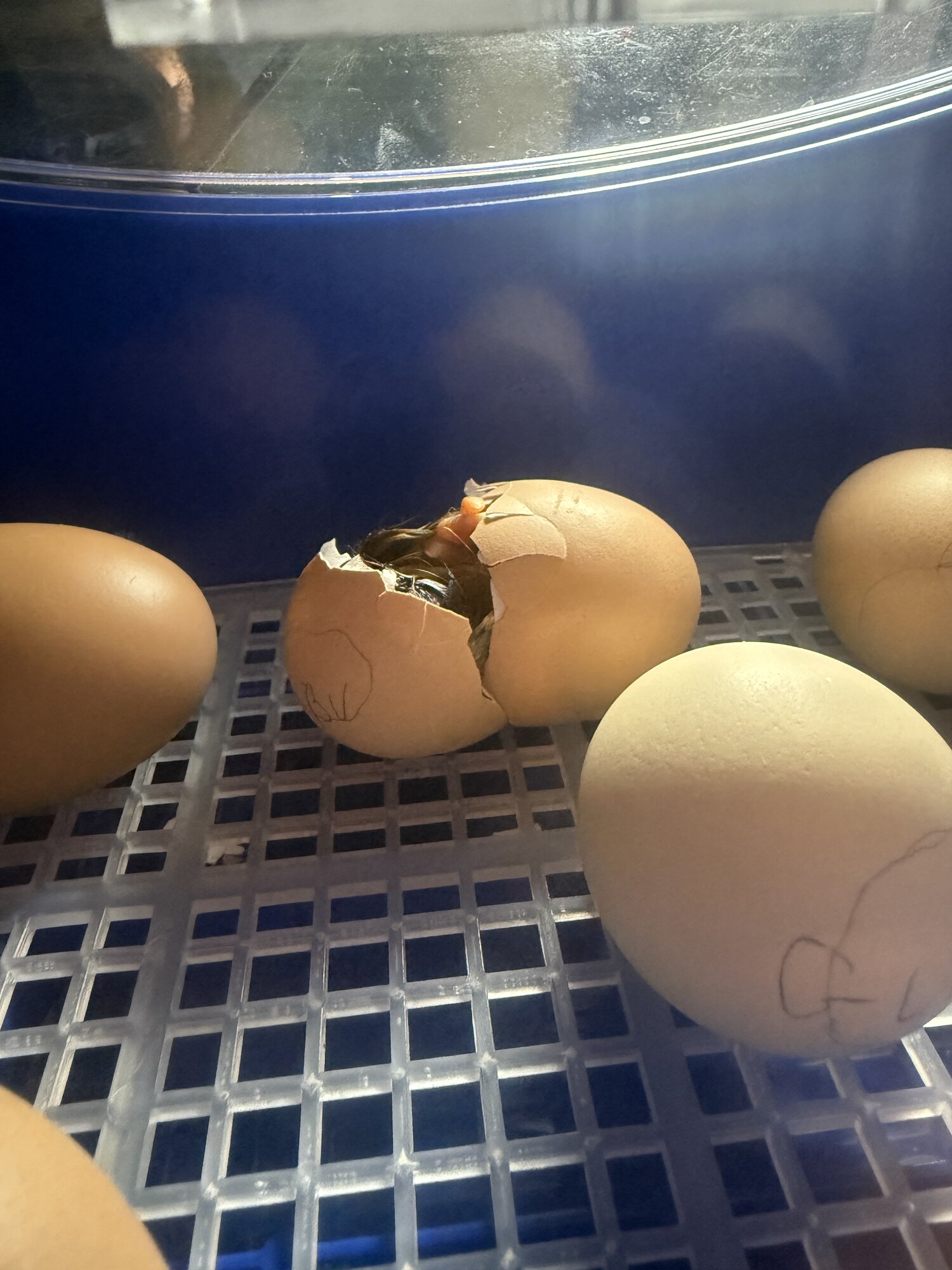 Hatching Fowl Photo Contest—16th Annual 53.jpg