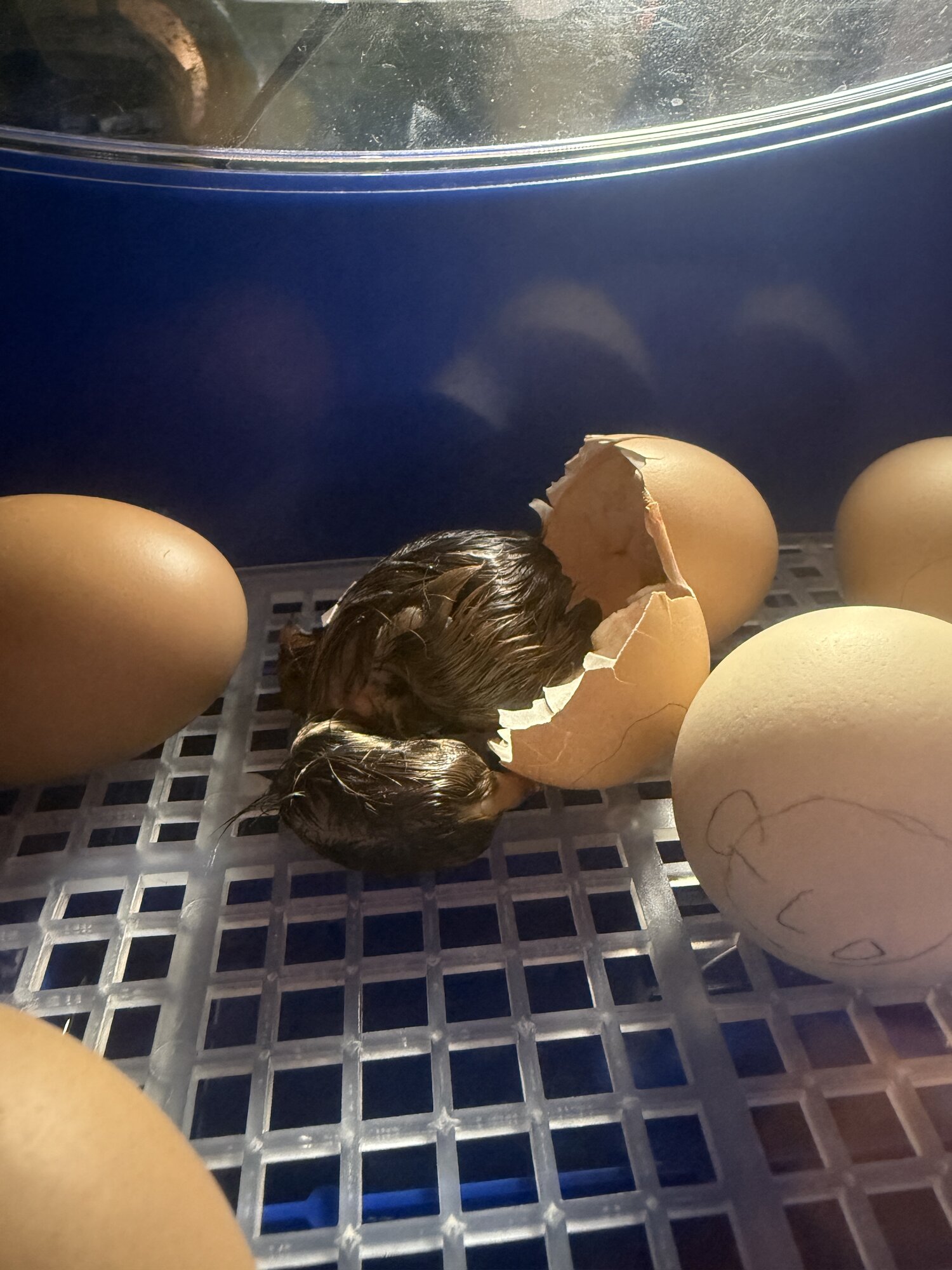 Hatching Fowl Photo Contest—16th Annual 54.jpg