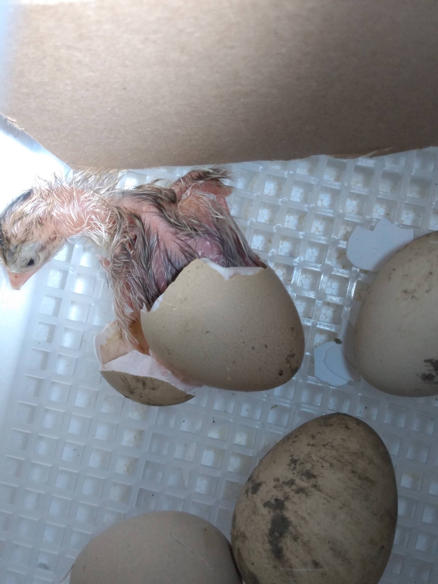 Hatching Fowl Photo Contest—16th Annual 55.jpg