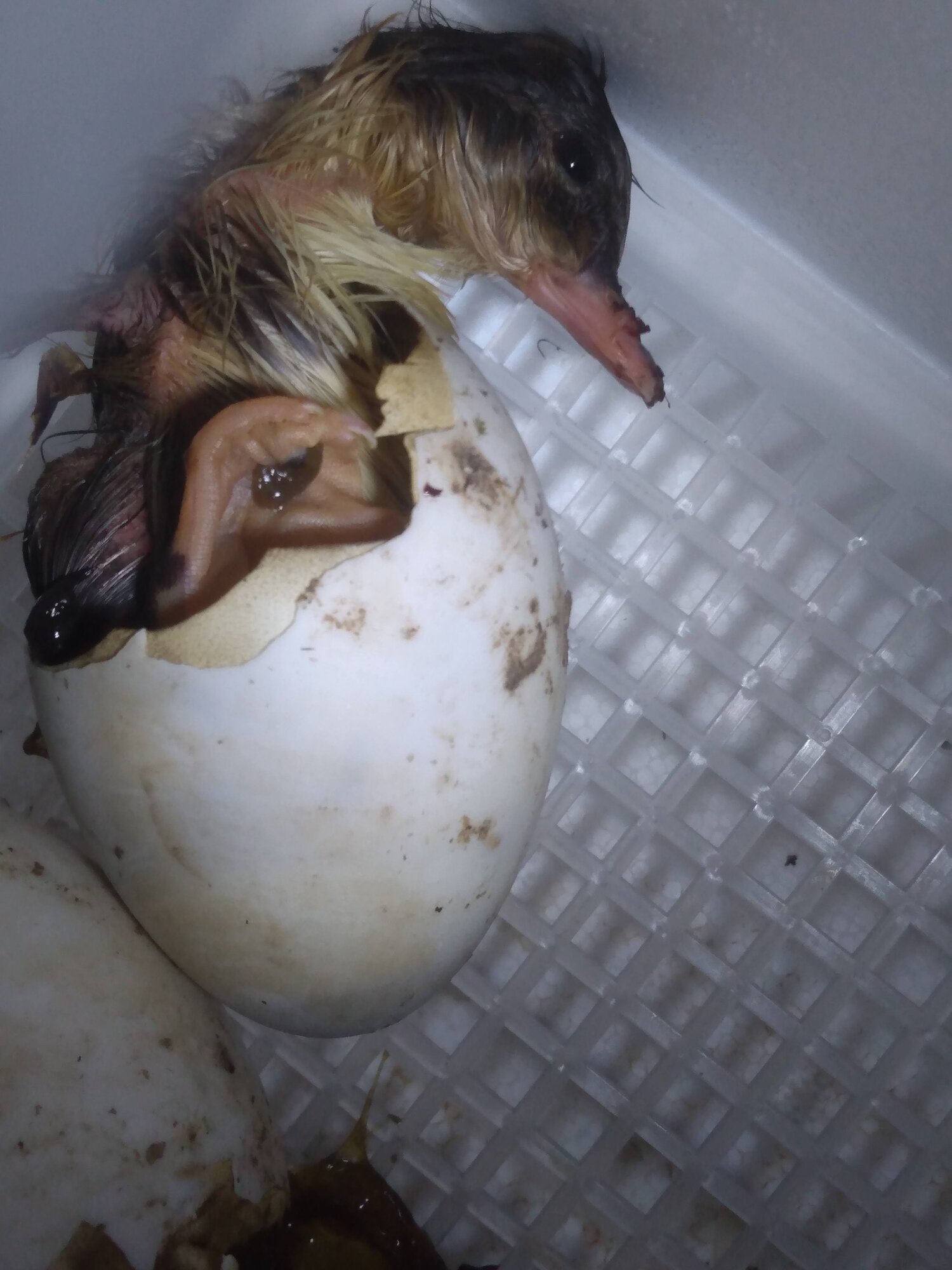 Hatching Fowl Photo Contest—16th Annual 56.jpg