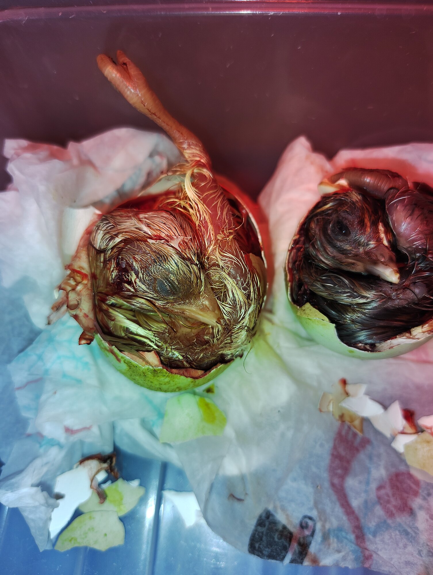 Hatching Fowl Photo Contest—16th Annual 57.jpg