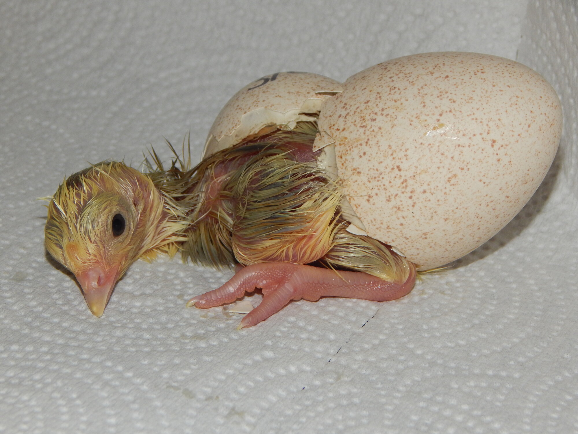 Hatching Fowl Photo Contest—16th Annual 59.jpg