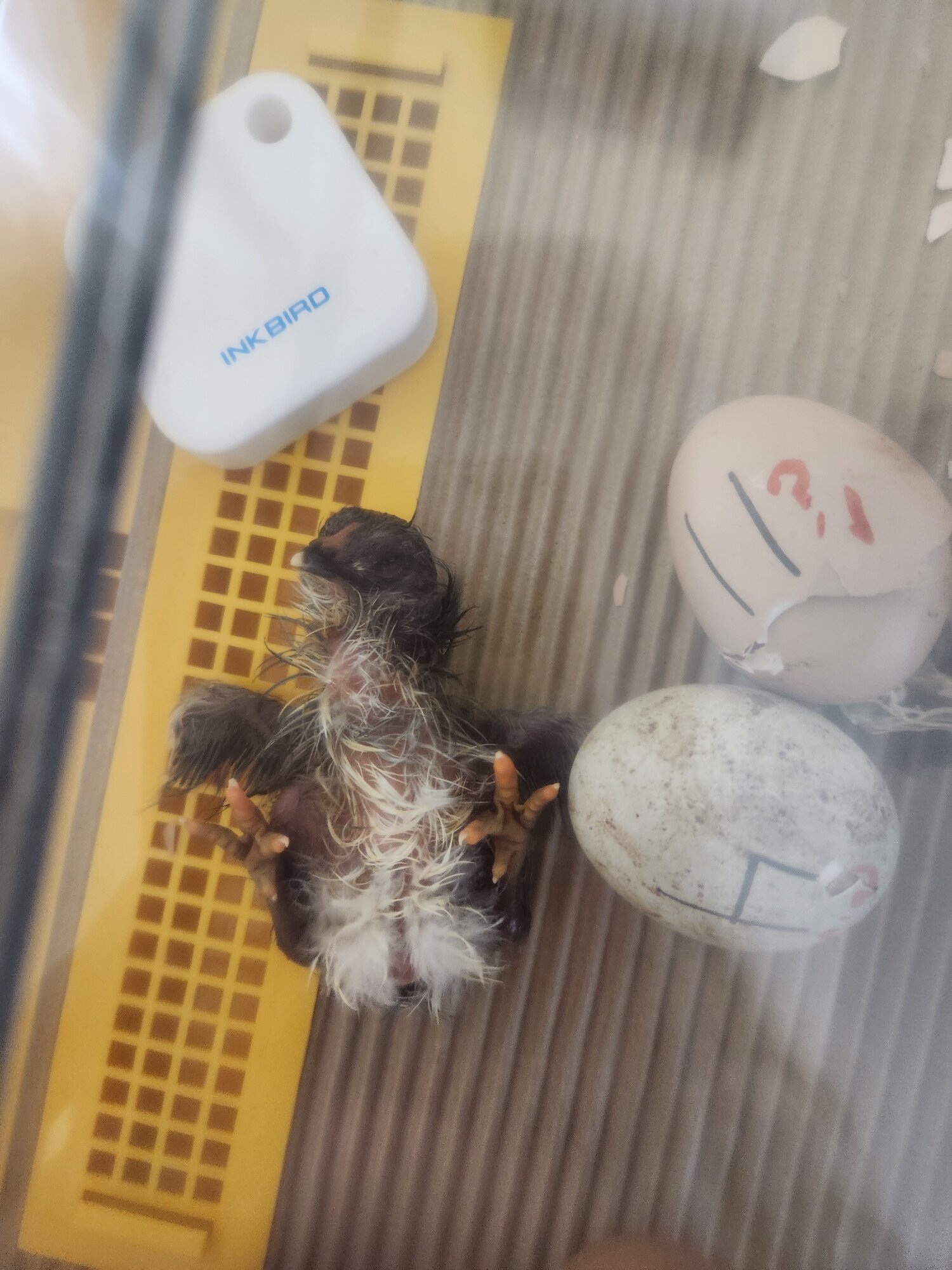 Hatching Fowl Photo Contest—16th Annual 6.jpg