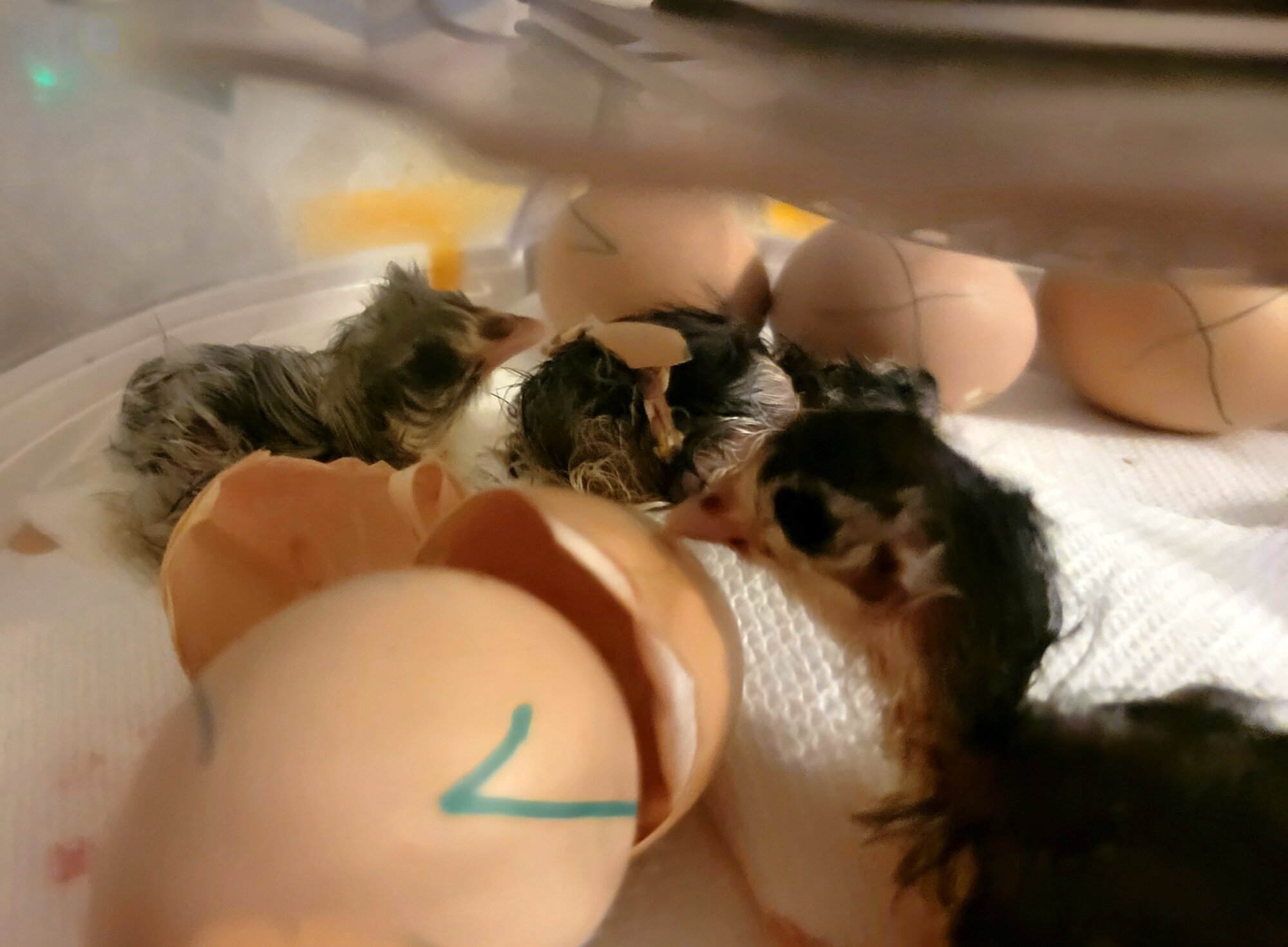 Hatching Fowl Photo Contest—16th Annual 61.jpg