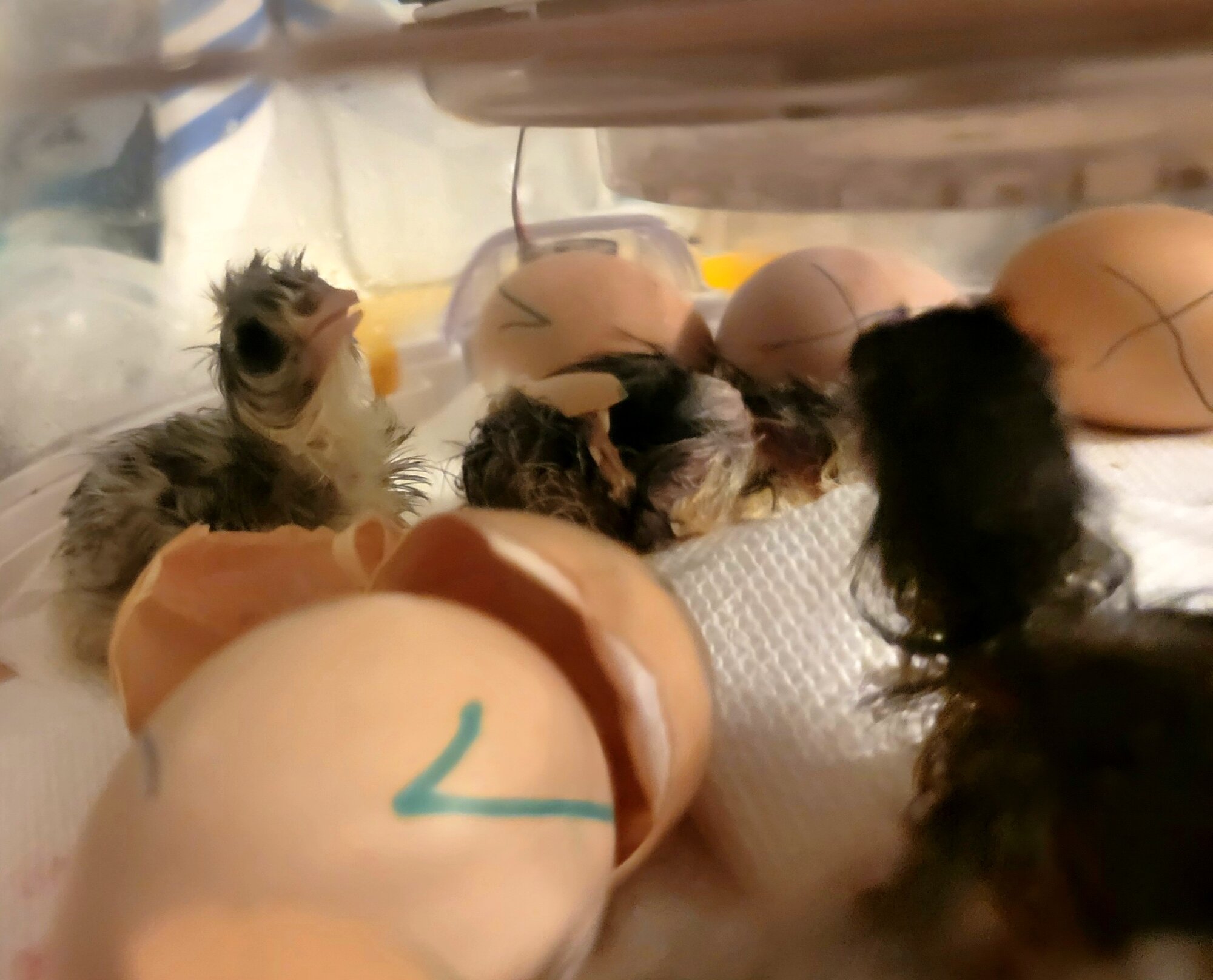 Hatching Fowl Photo Contest—16th Annual 62.jpg