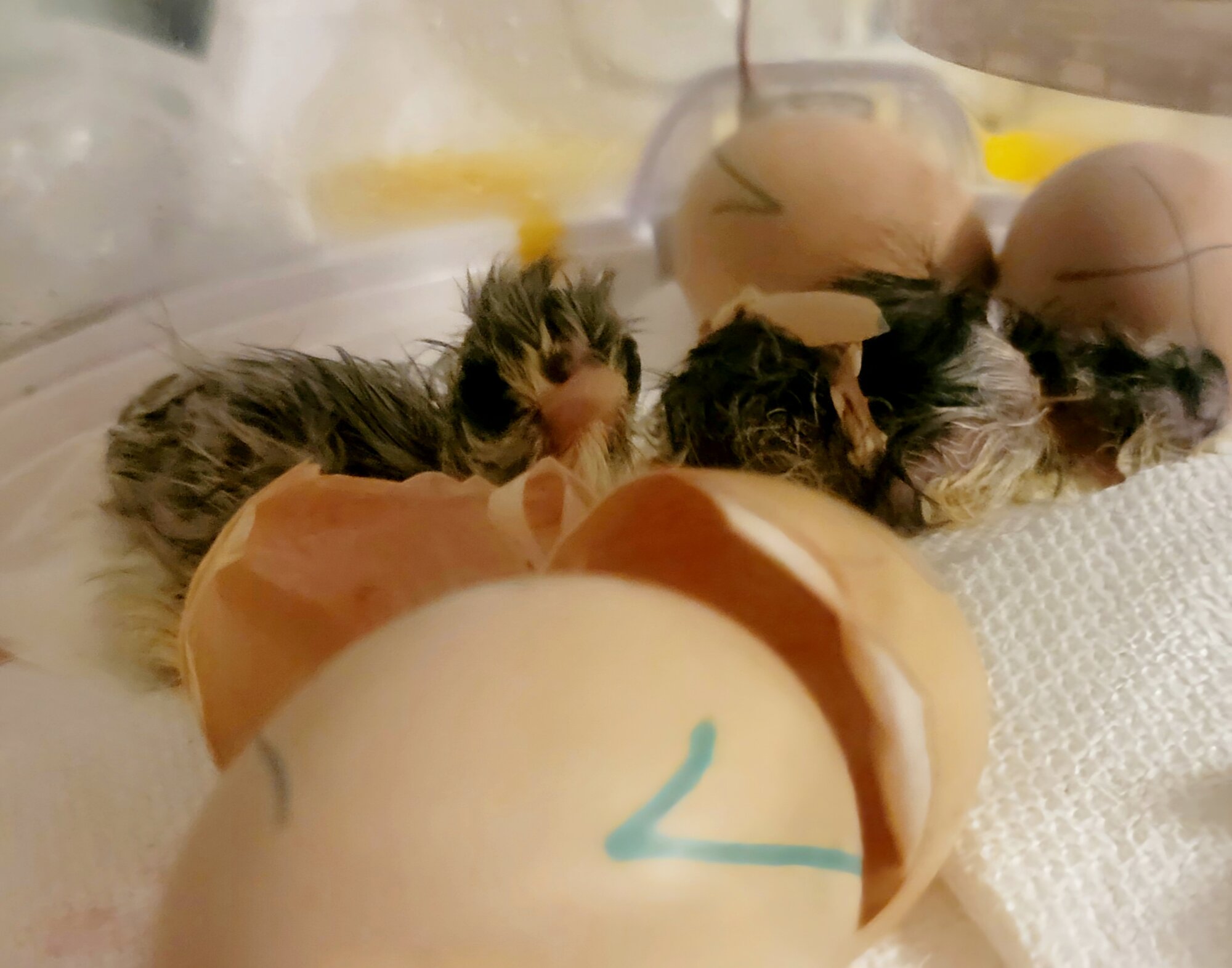 Hatching Fowl Photo Contest—16th Annual 63.jpg