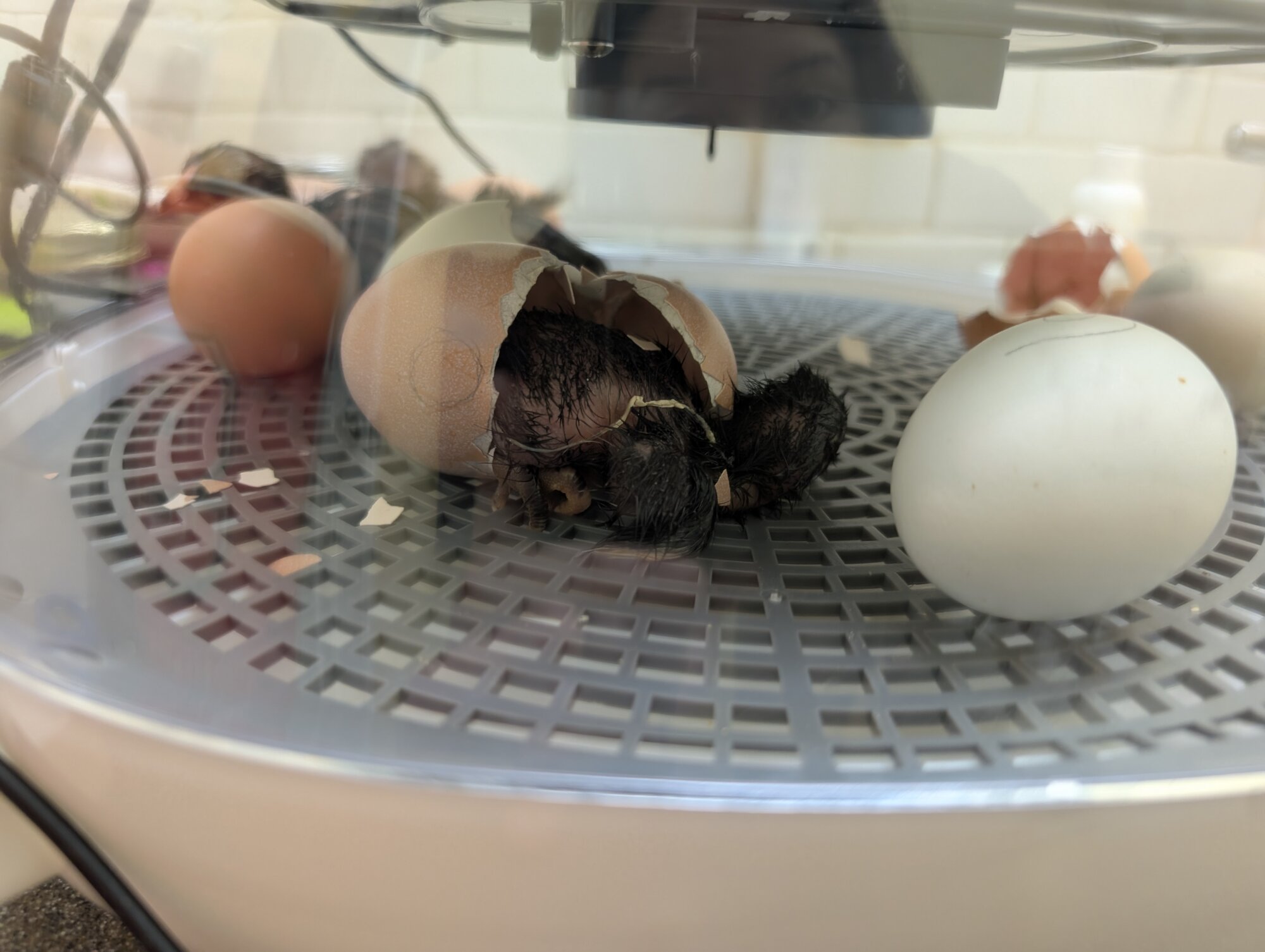 Hatching Fowl Photo Contest—16th Annual 64.jpg