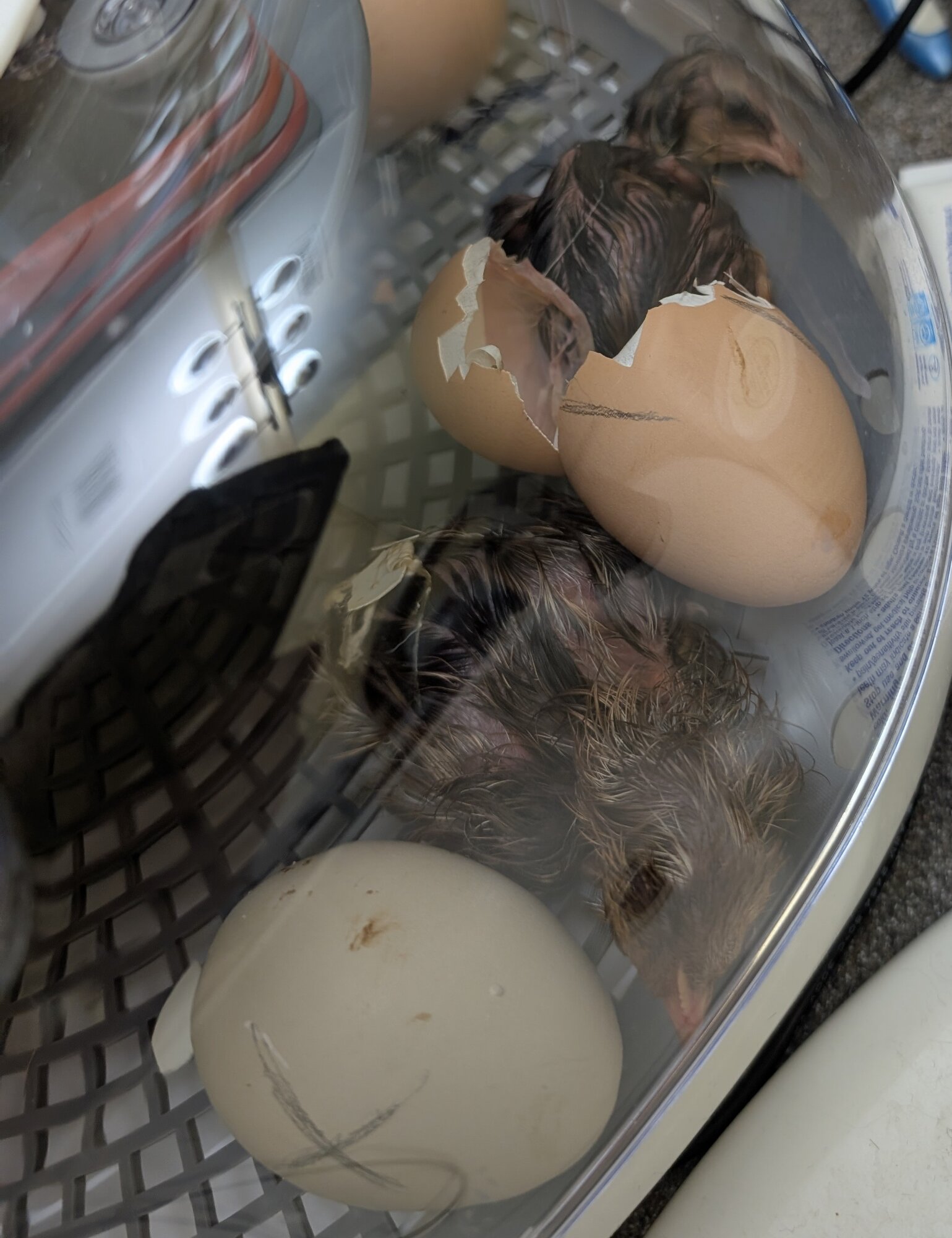 Hatching Fowl Photo Contest—16th Annual 65.jpg