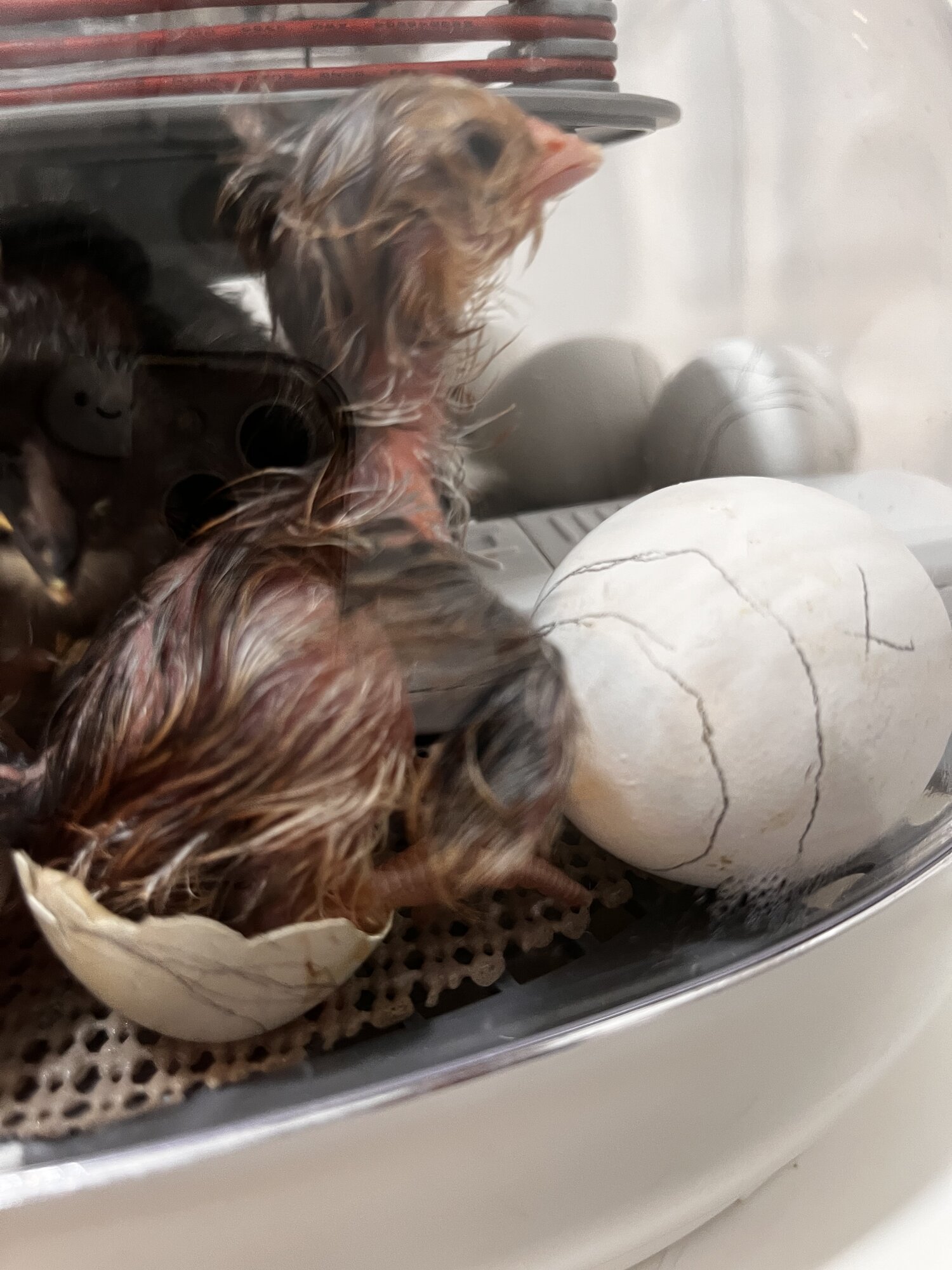 Hatching Fowl Photo Contest—16th Annual 67.jpg