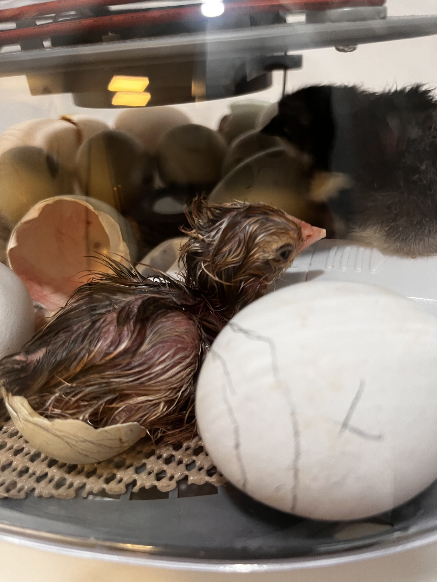 Hatching Fowl Photo Contest—16th Annual 68.jpg