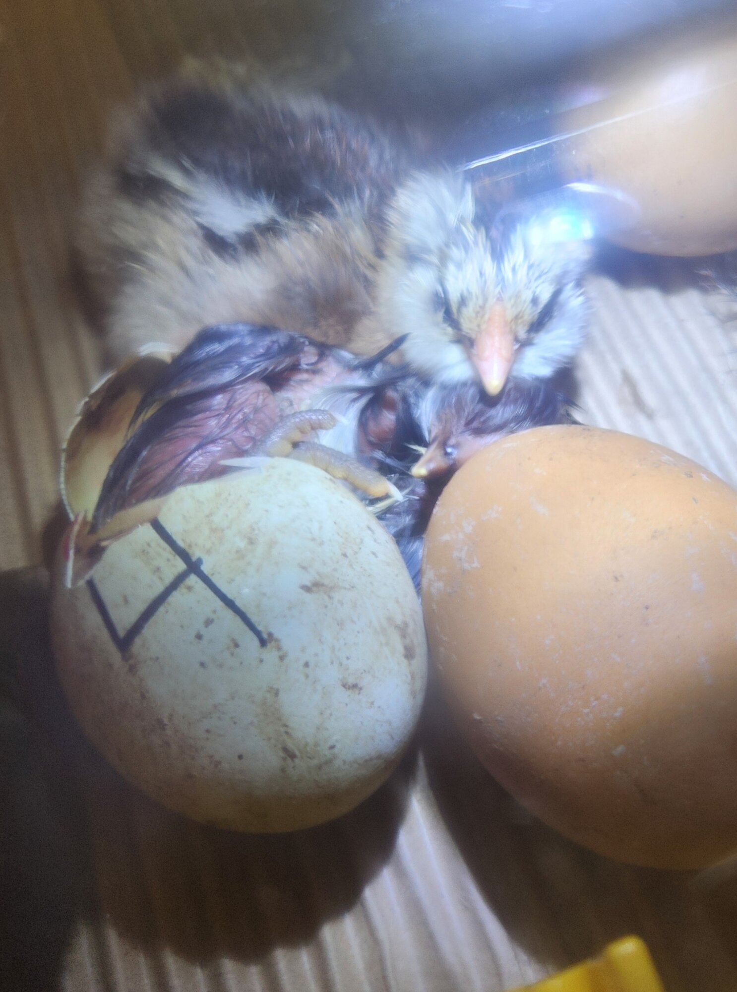 Hatching Fowl Photo Contest—16th Annual 7.jpg
