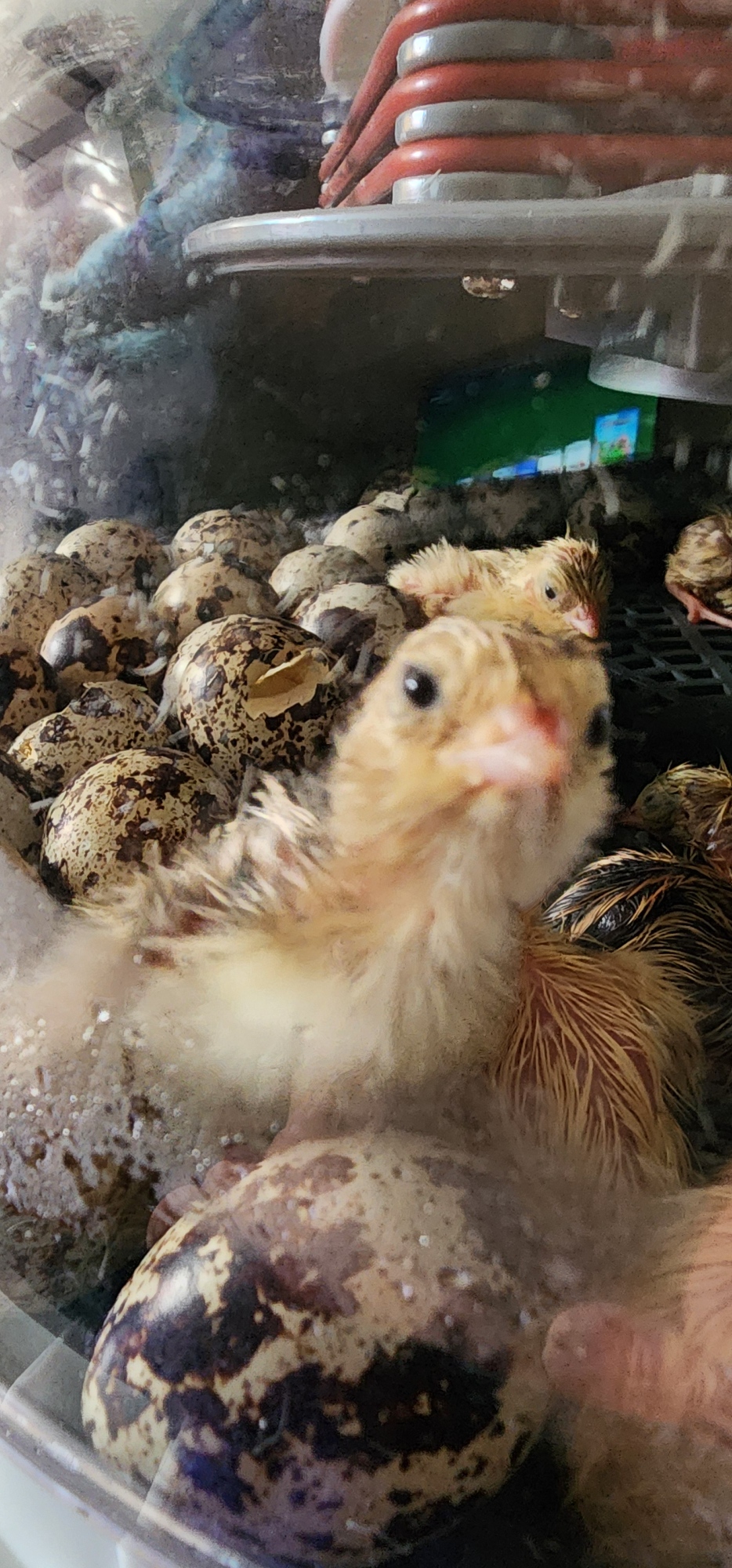 Hatching Fowl Photo Contest—16th Annual 8.jpg