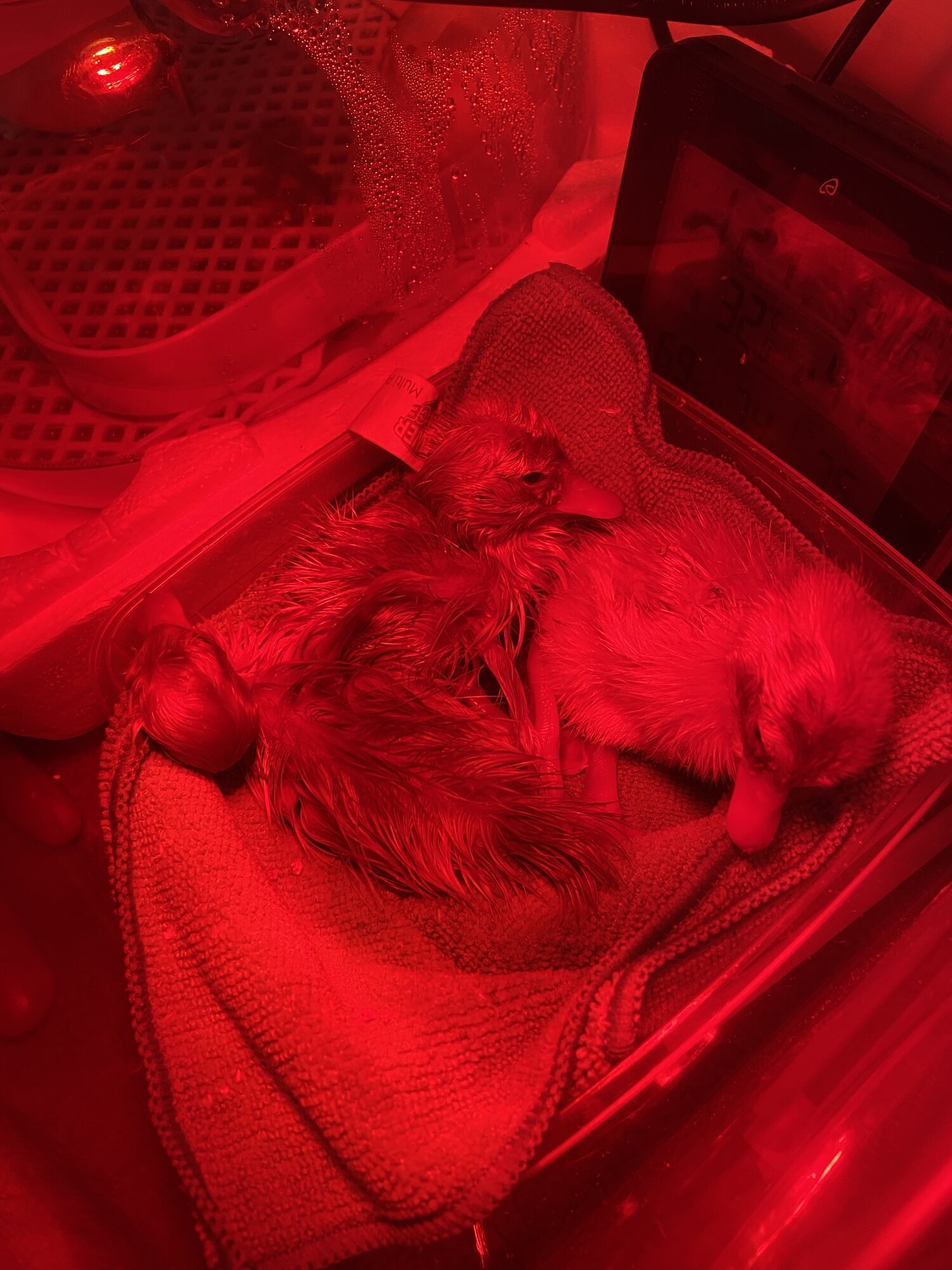 Hatching